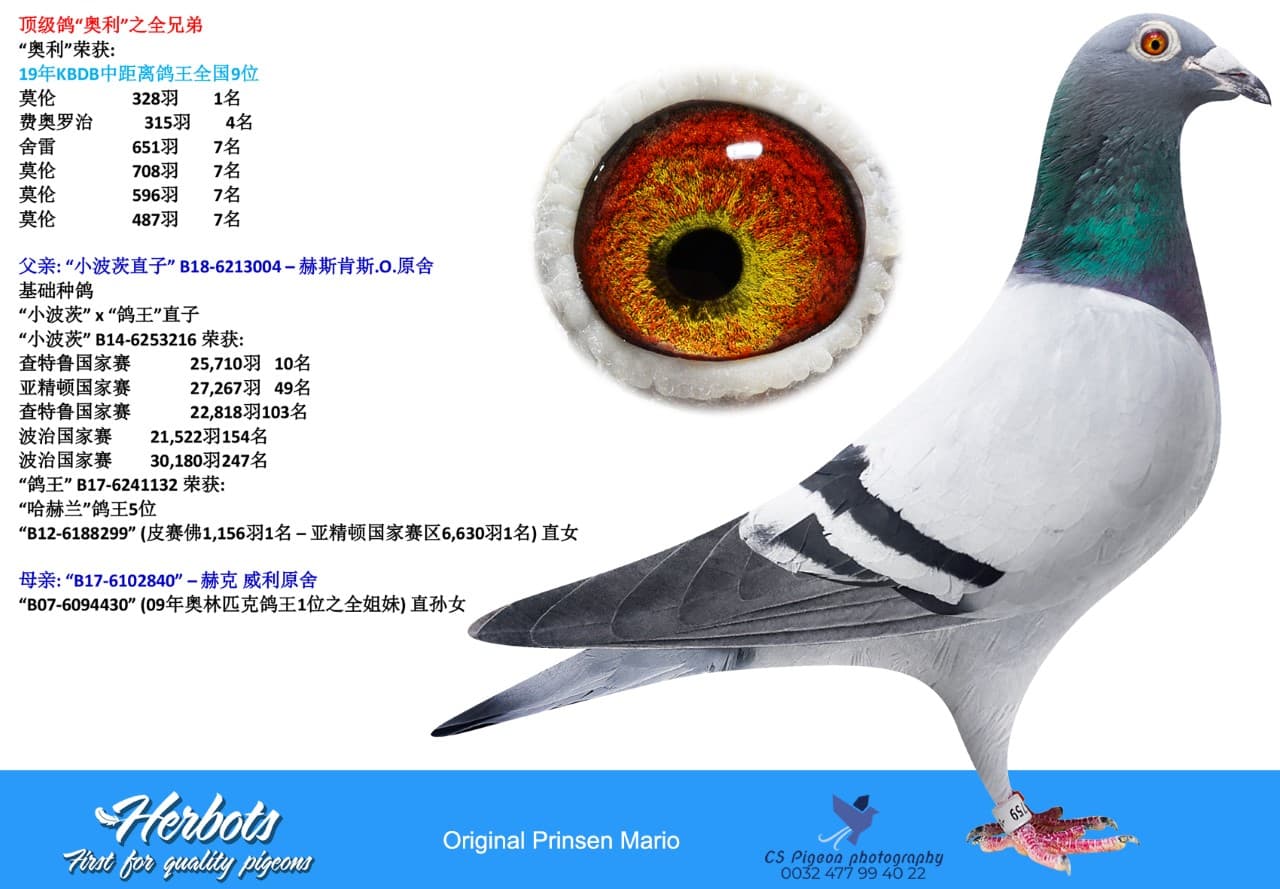pigeon: undefined