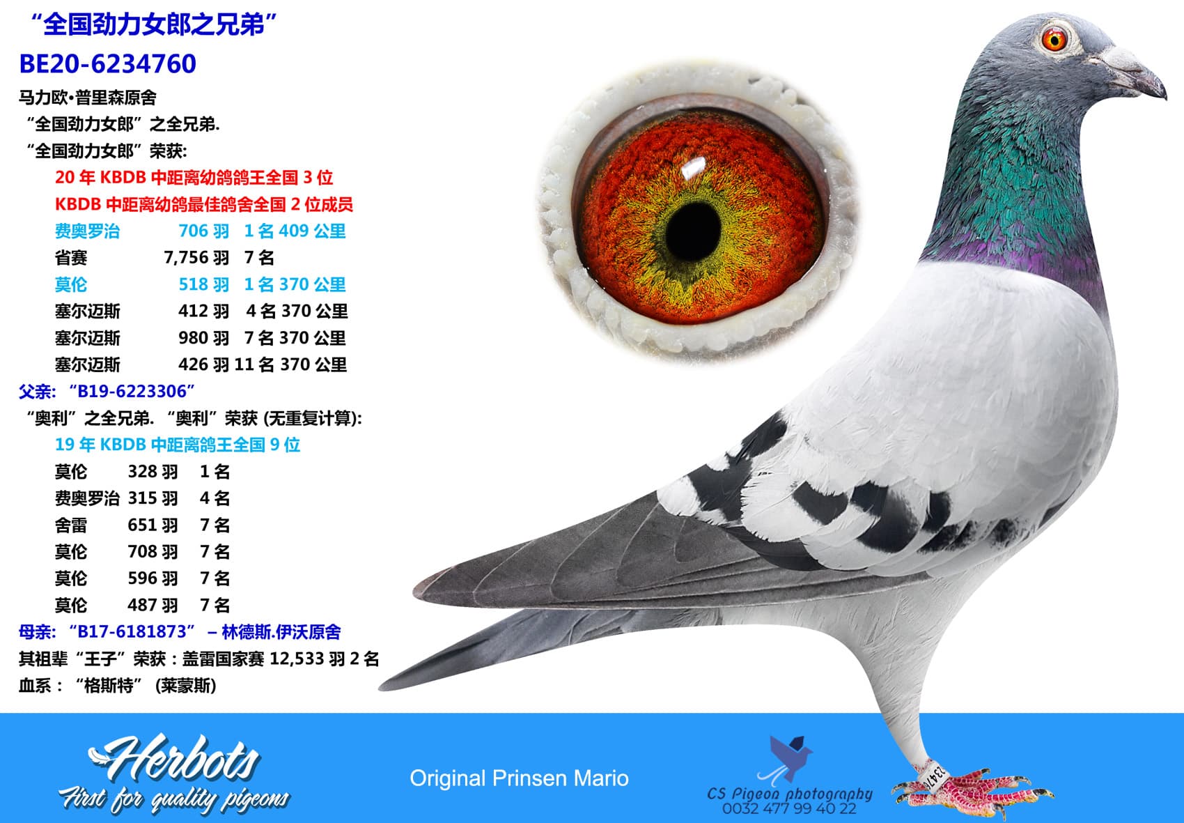 pigeon: undefined