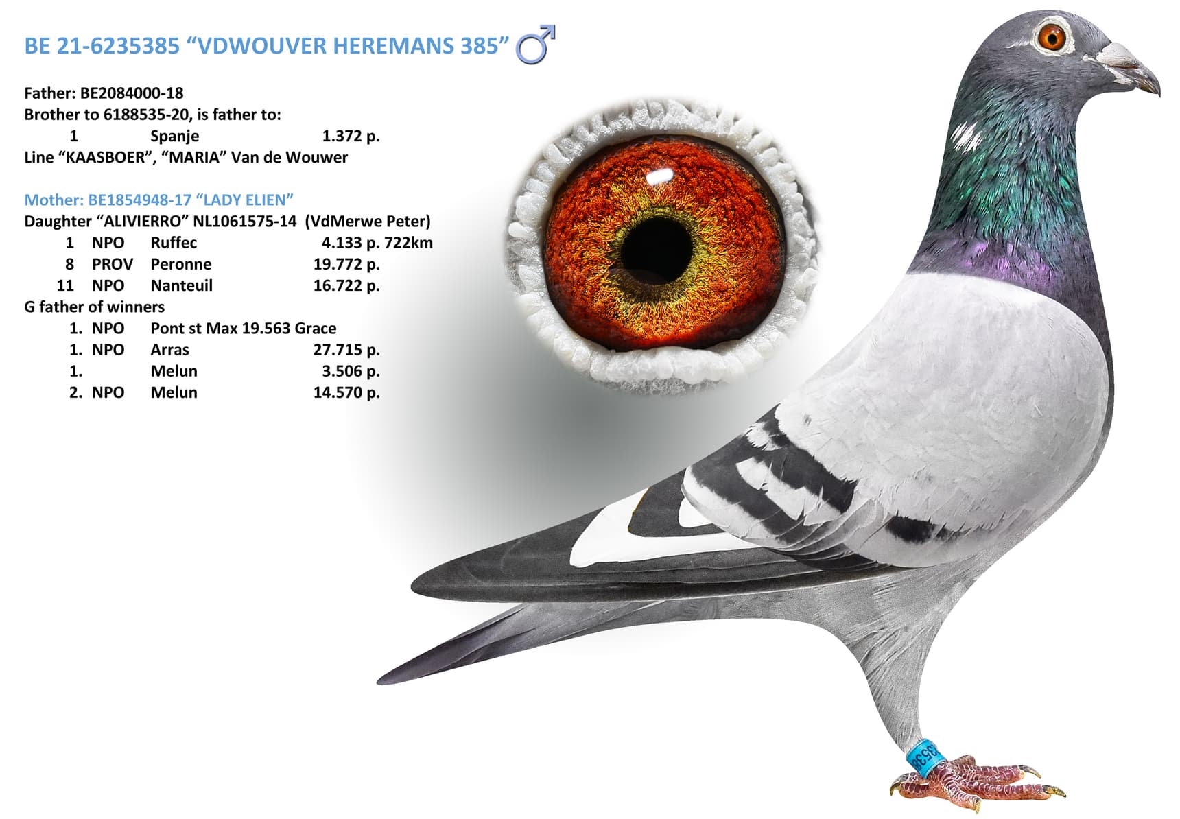 “VDWOUVER HEREMANS 385”