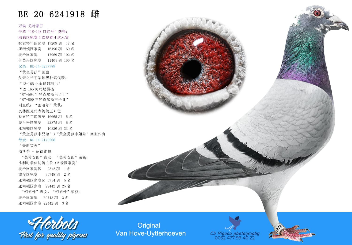 pigeon: undefined