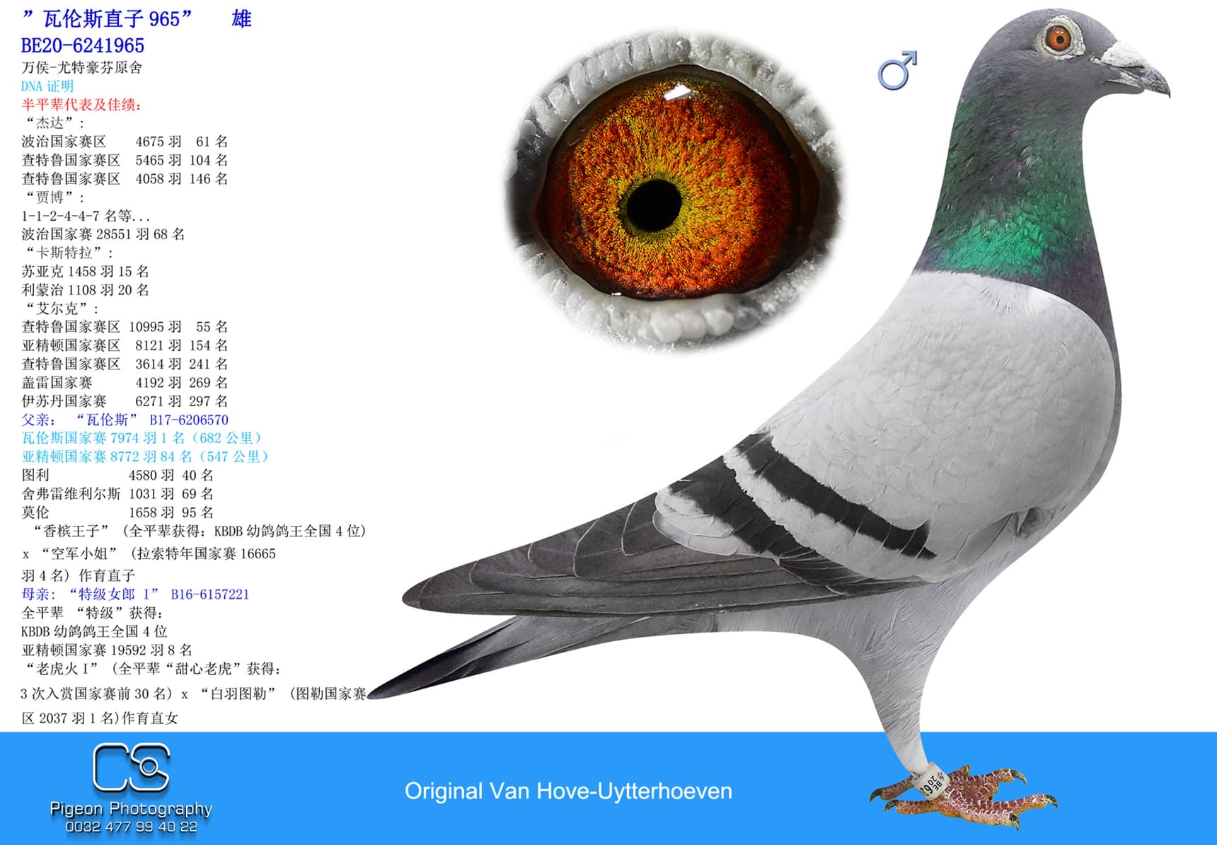 pigeon: undefined