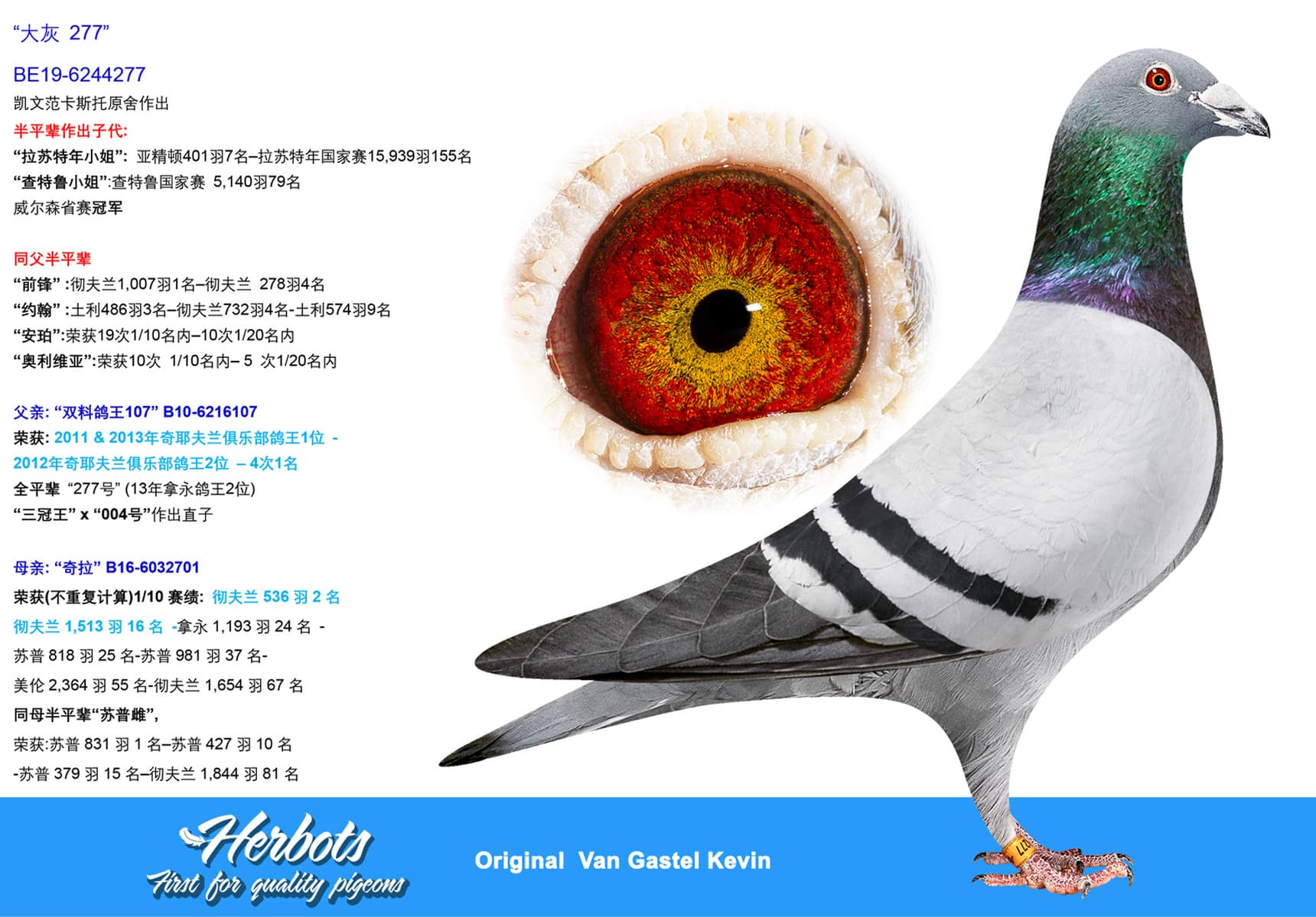 pigeon: undefined
