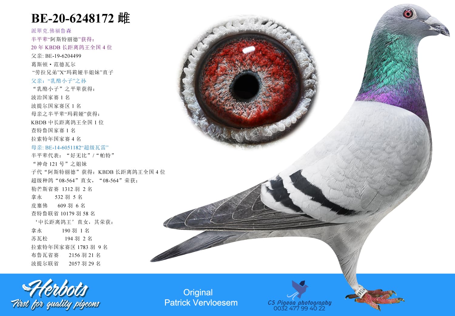 pigeon: undefined