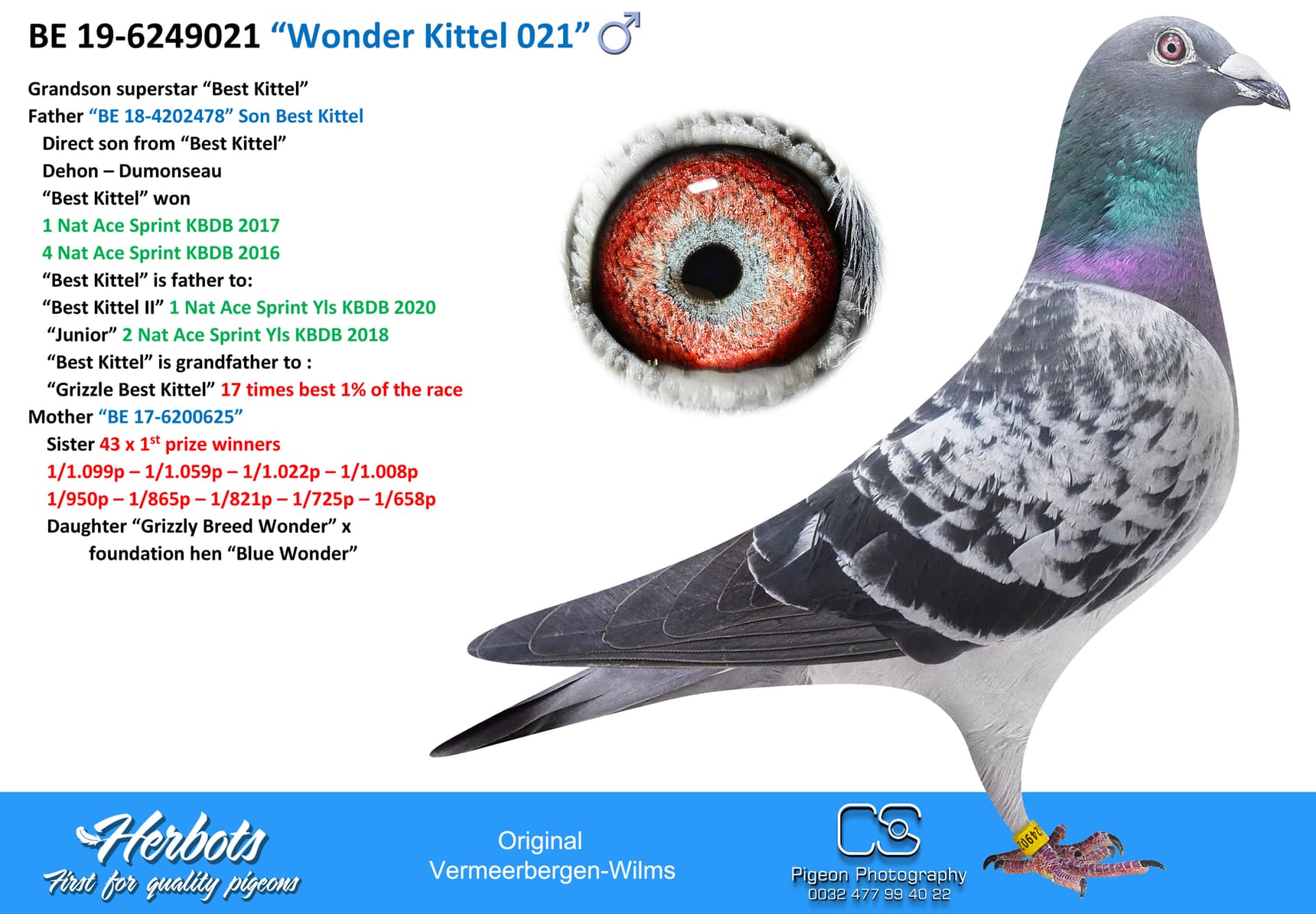 pigeon: “Wonder Kittel 021”