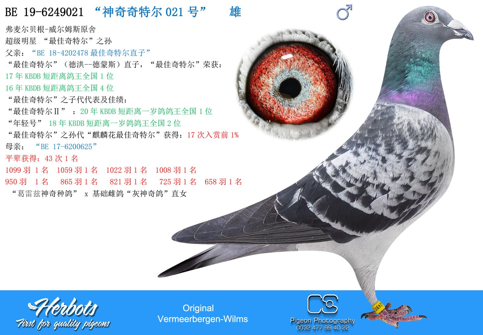 pigeon: “神奇奇特尔021号”