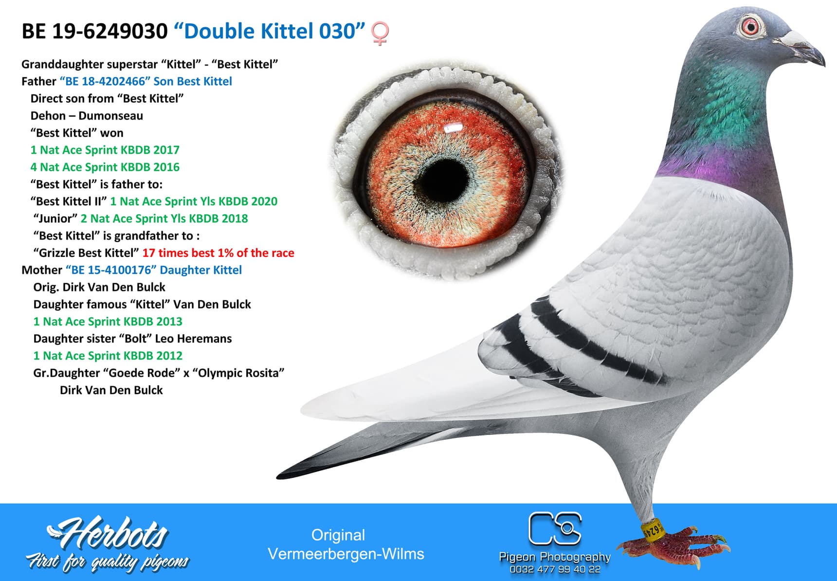 pigeon: “Double Kittel 030”