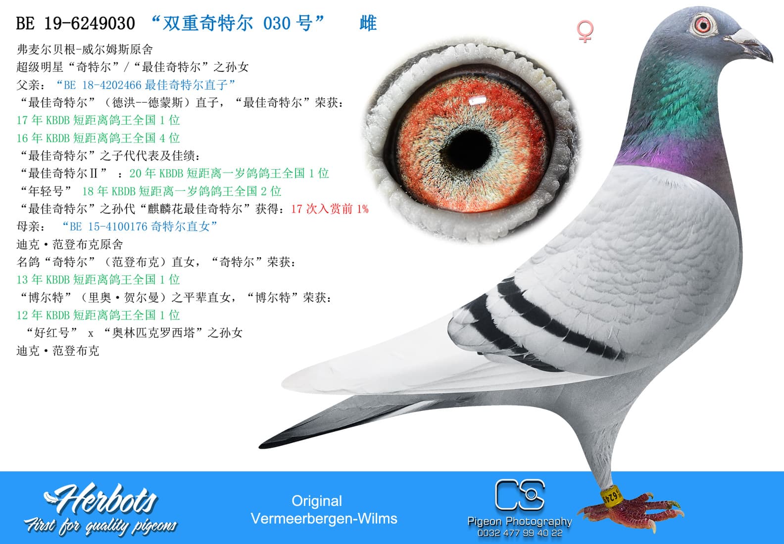 pigeon: undefined
