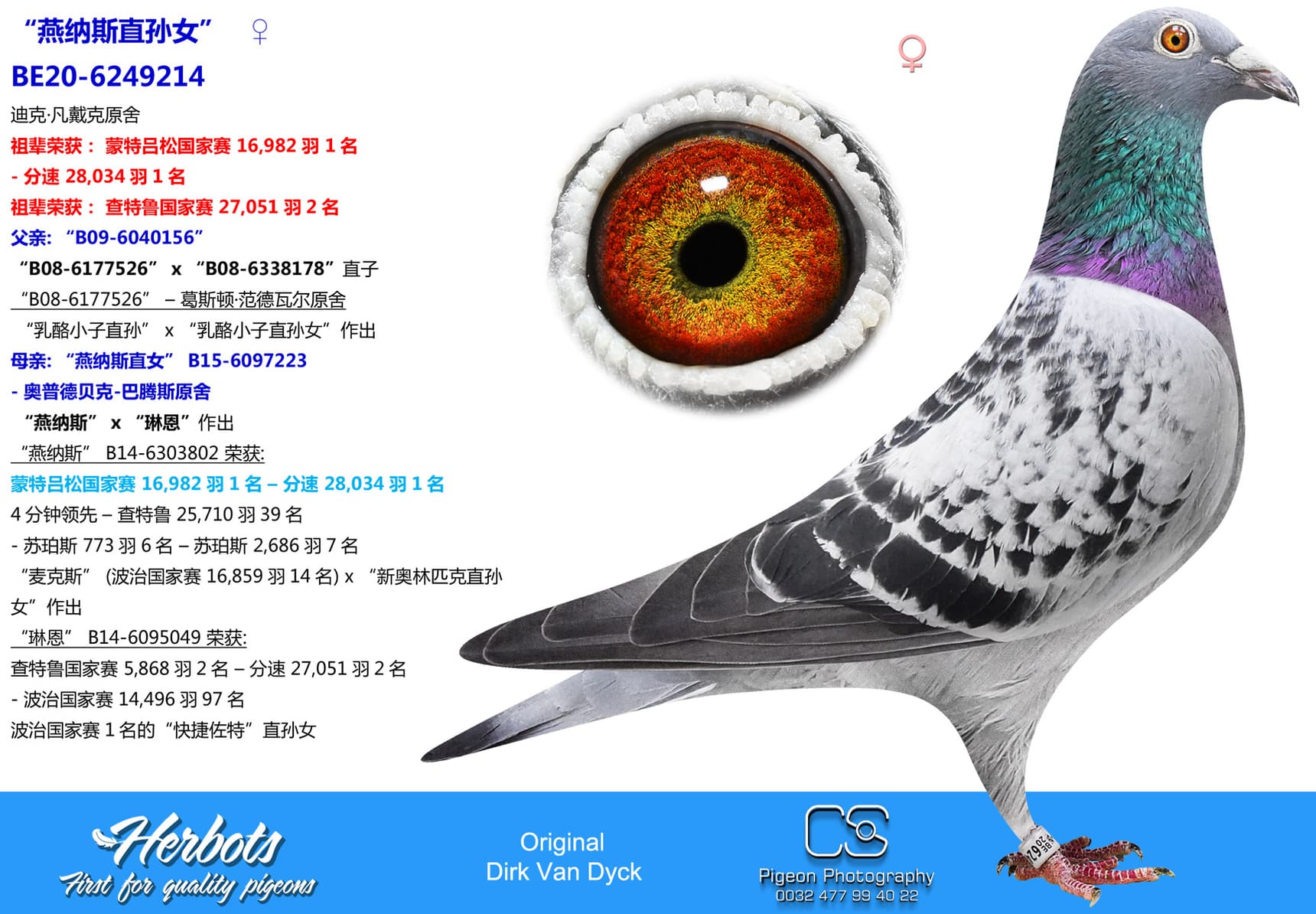 pigeon: undefined