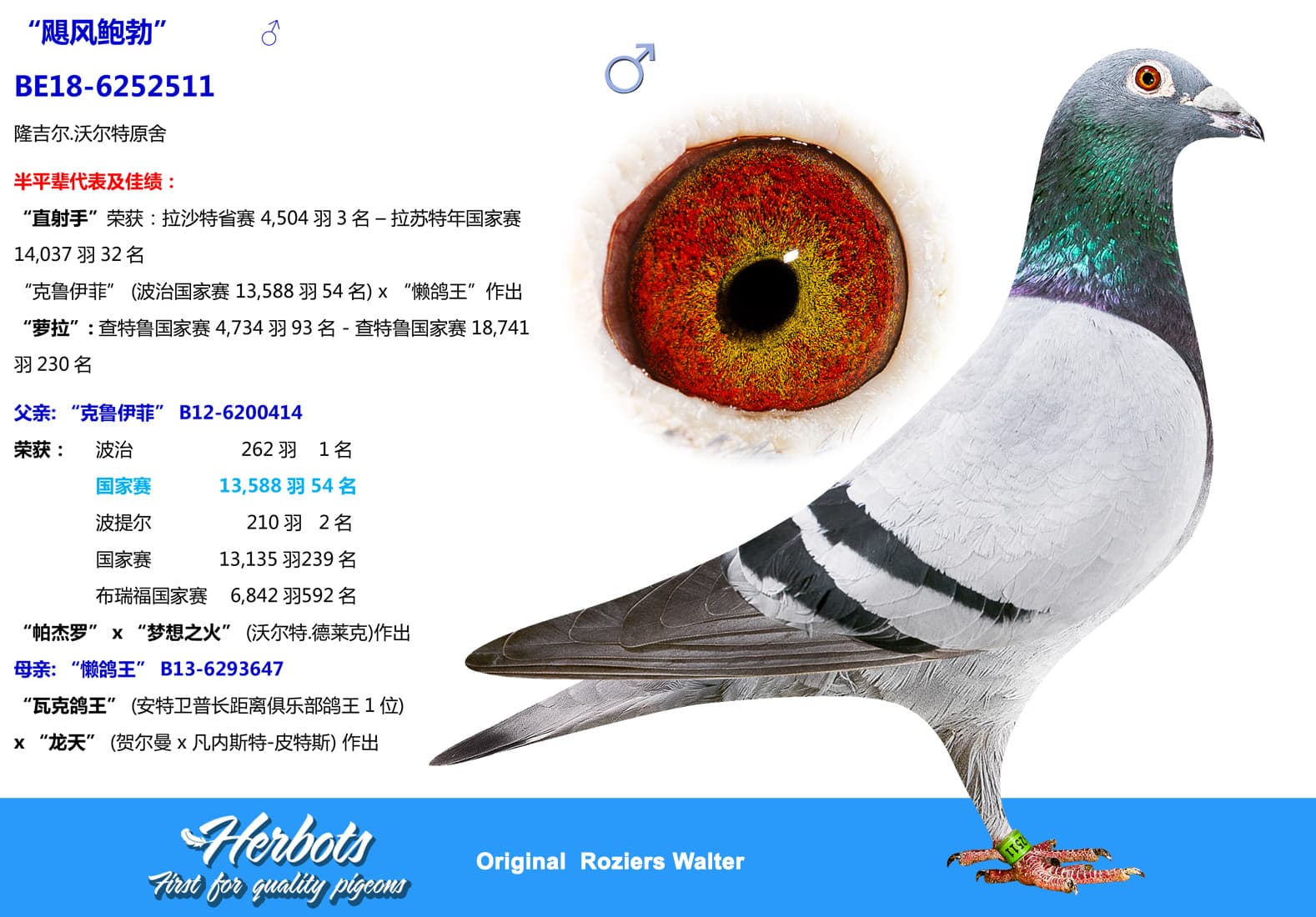 pigeon: undefined