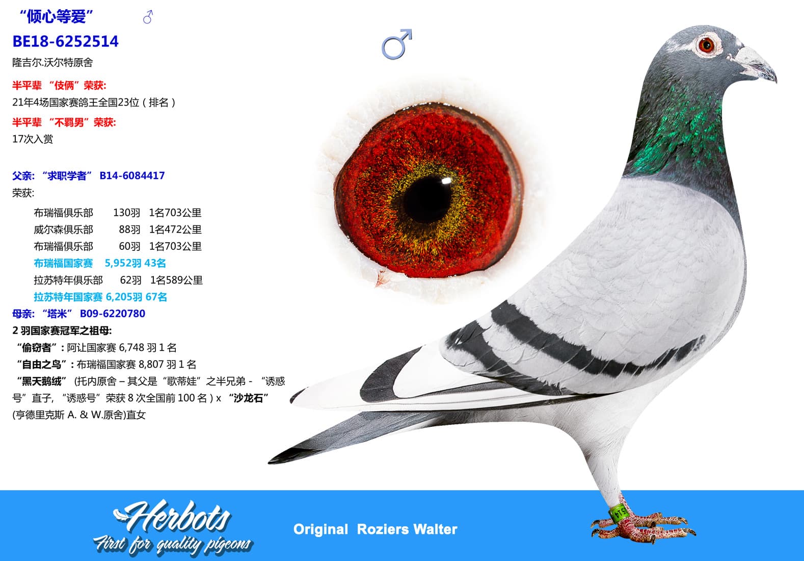 pigeon: undefined