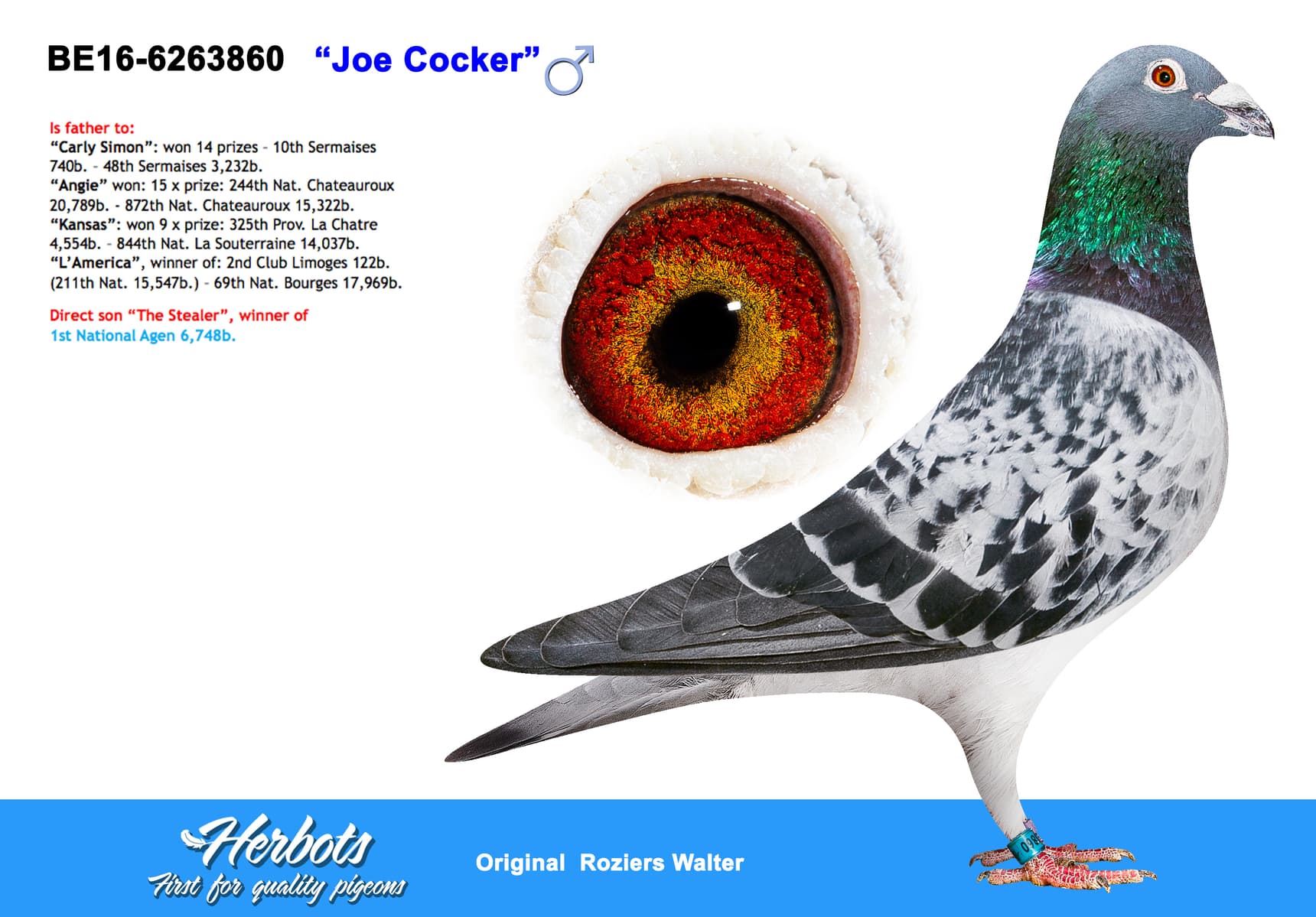 pigeon: "Joe Cocker"