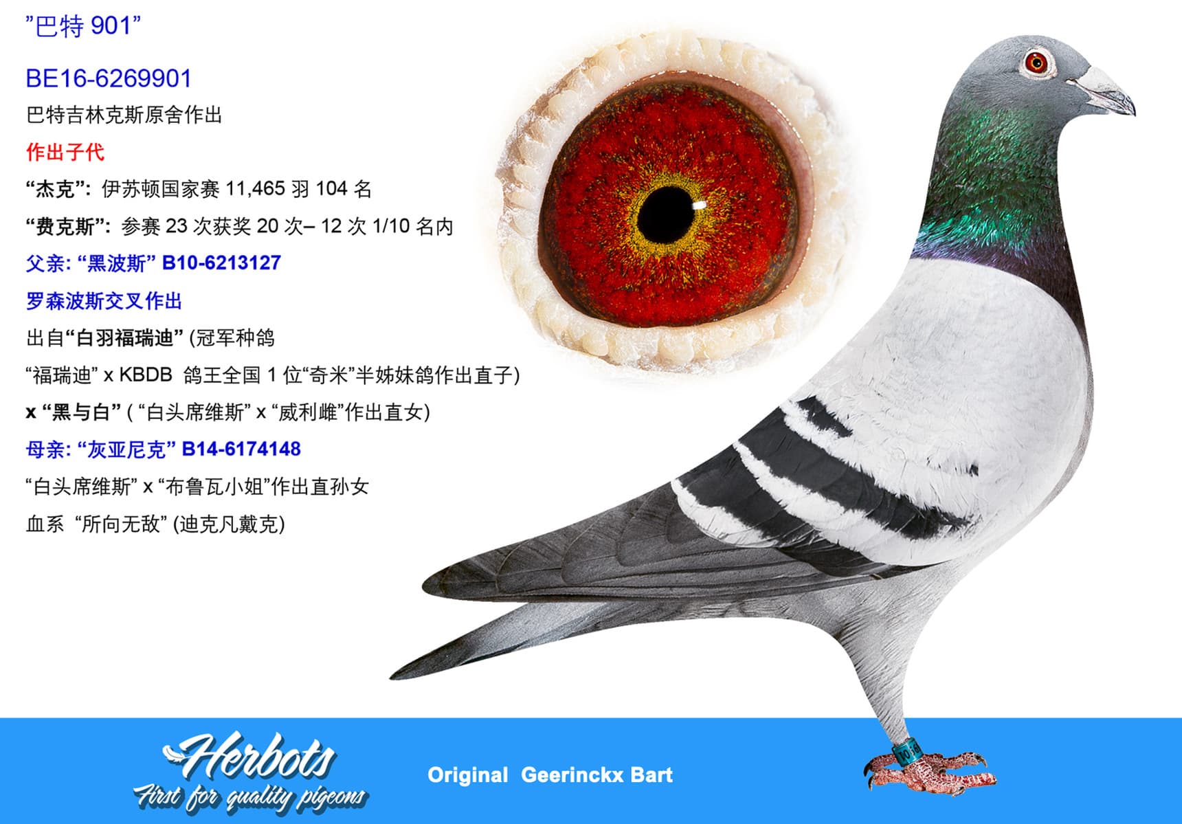 pigeon: undefined