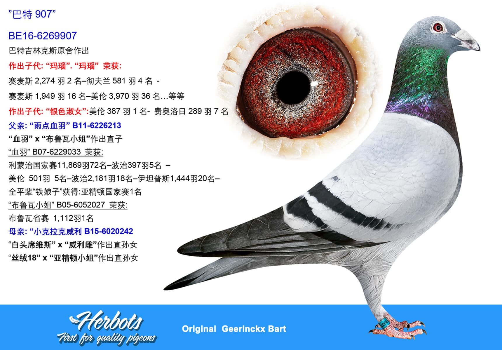 pigeon: ”巴特907”
