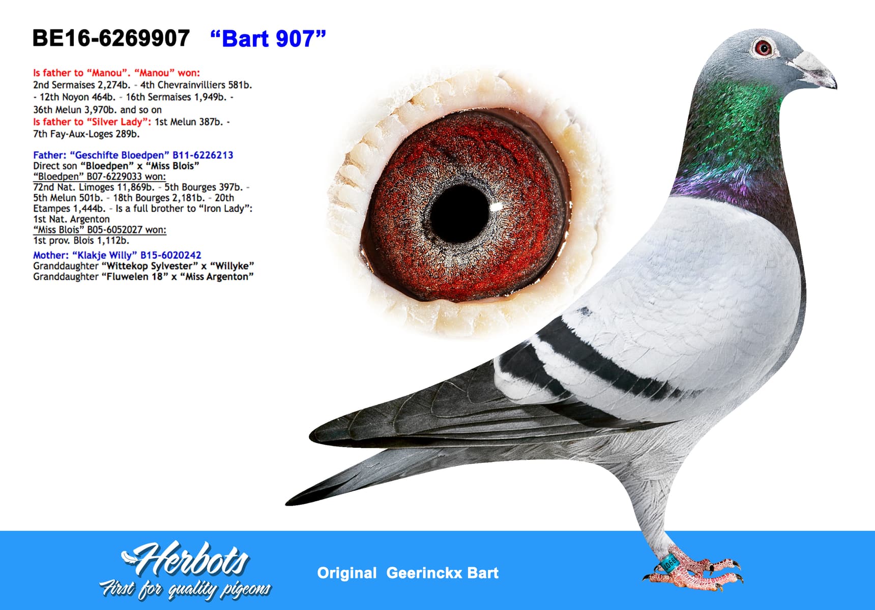 pigeon: ”Bart 907”