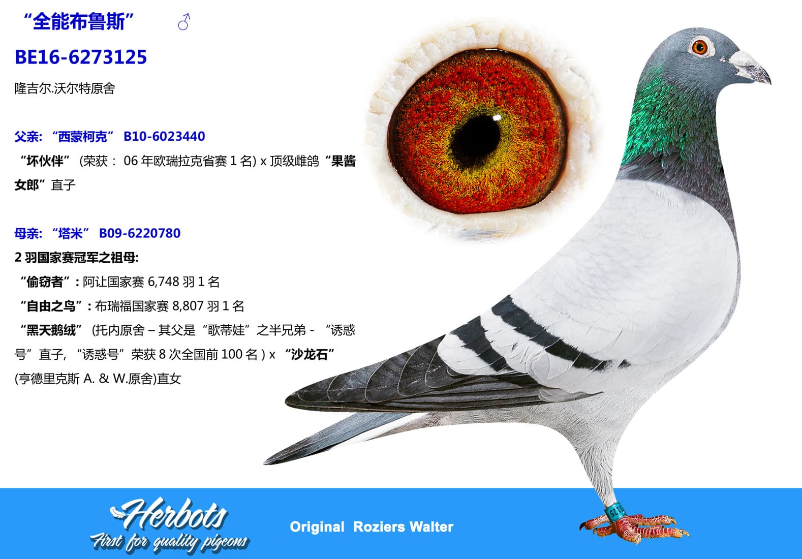 pigeon: undefined