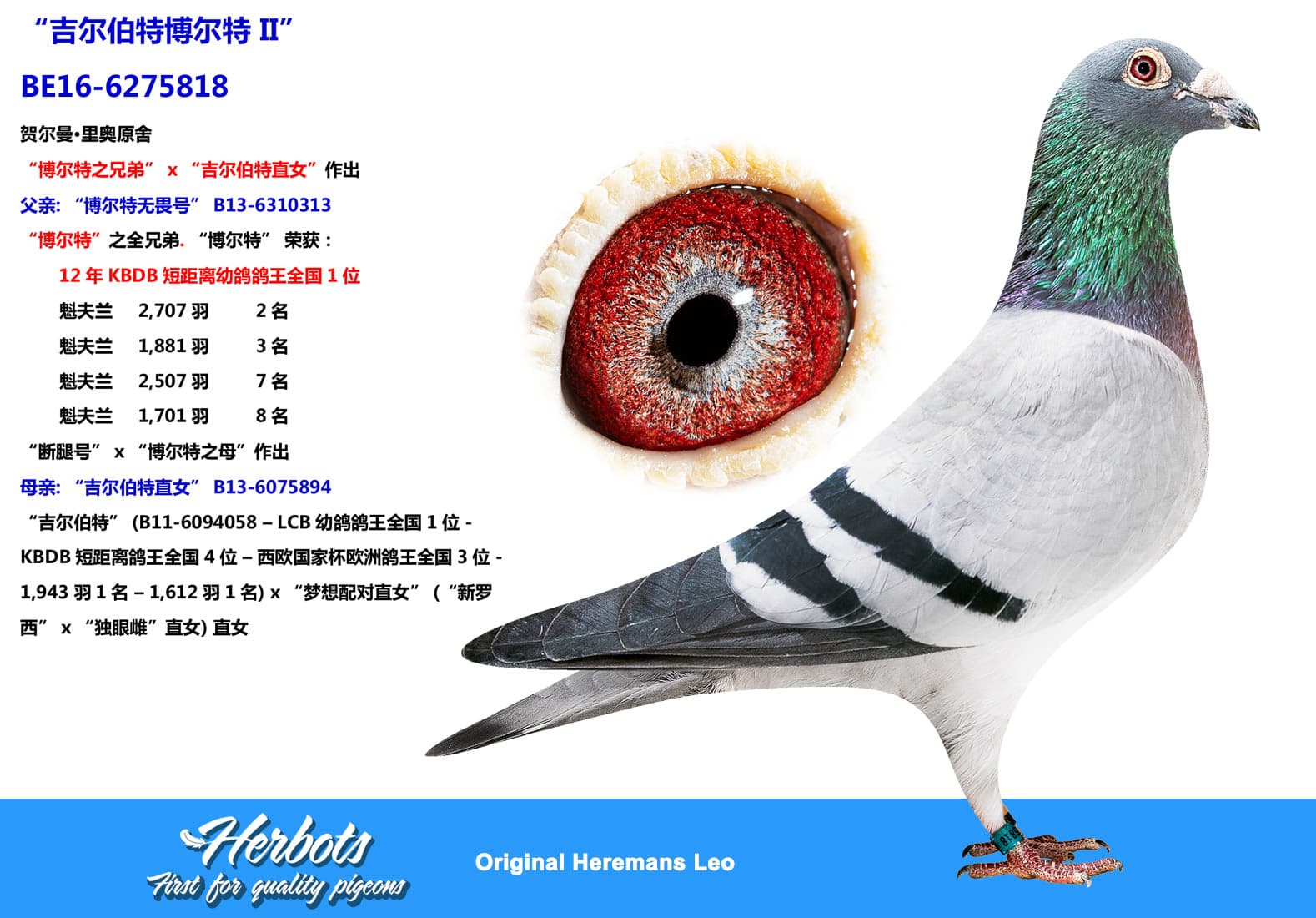pigeon: undefined