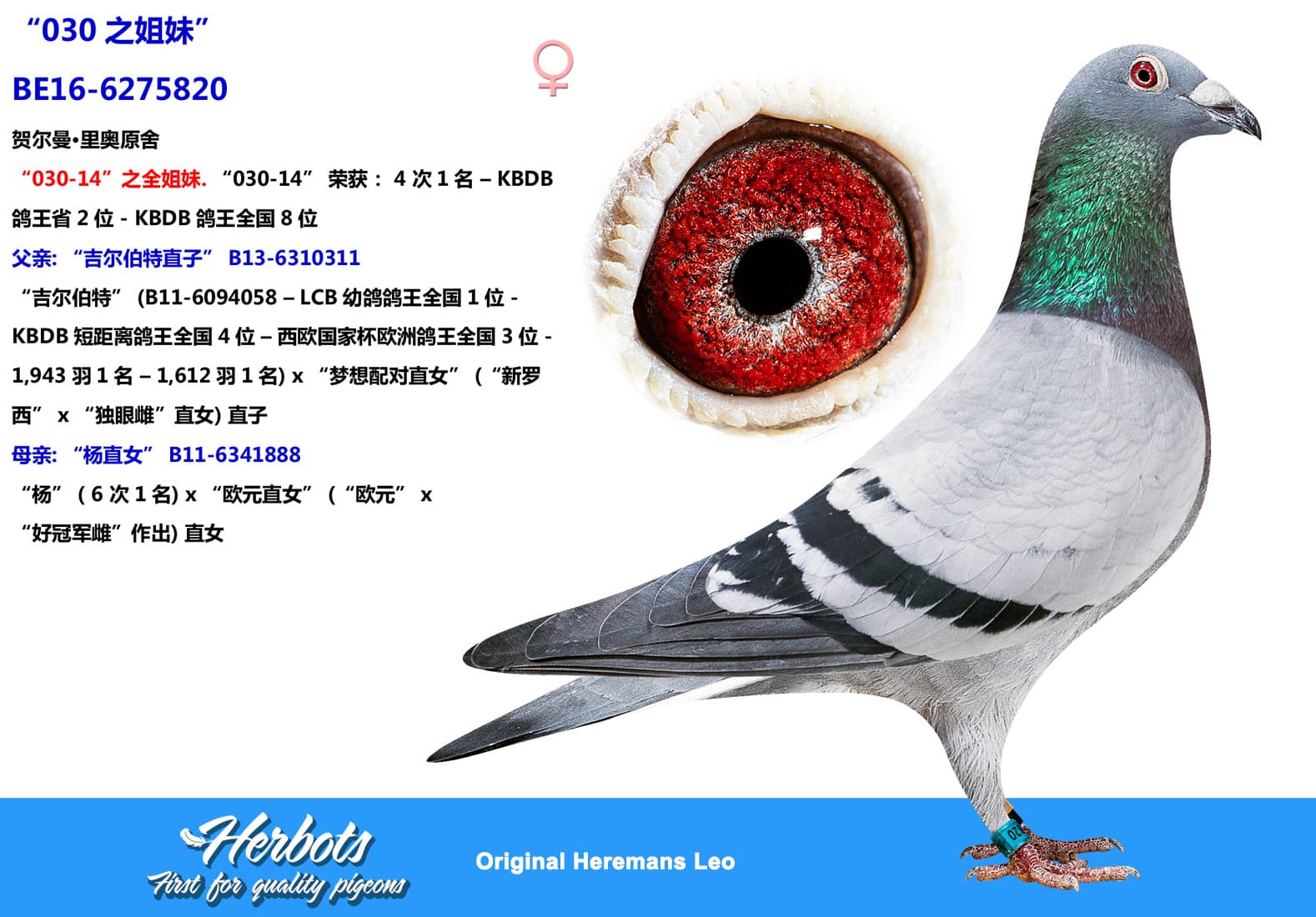 pigeon: undefined