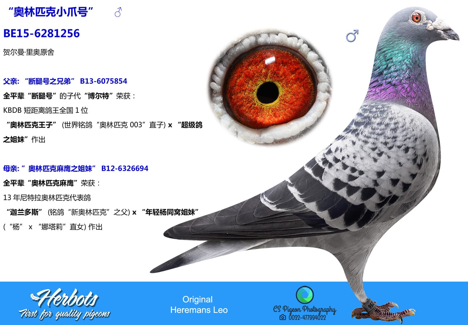 pigeon: “奥林匹克小爪号”