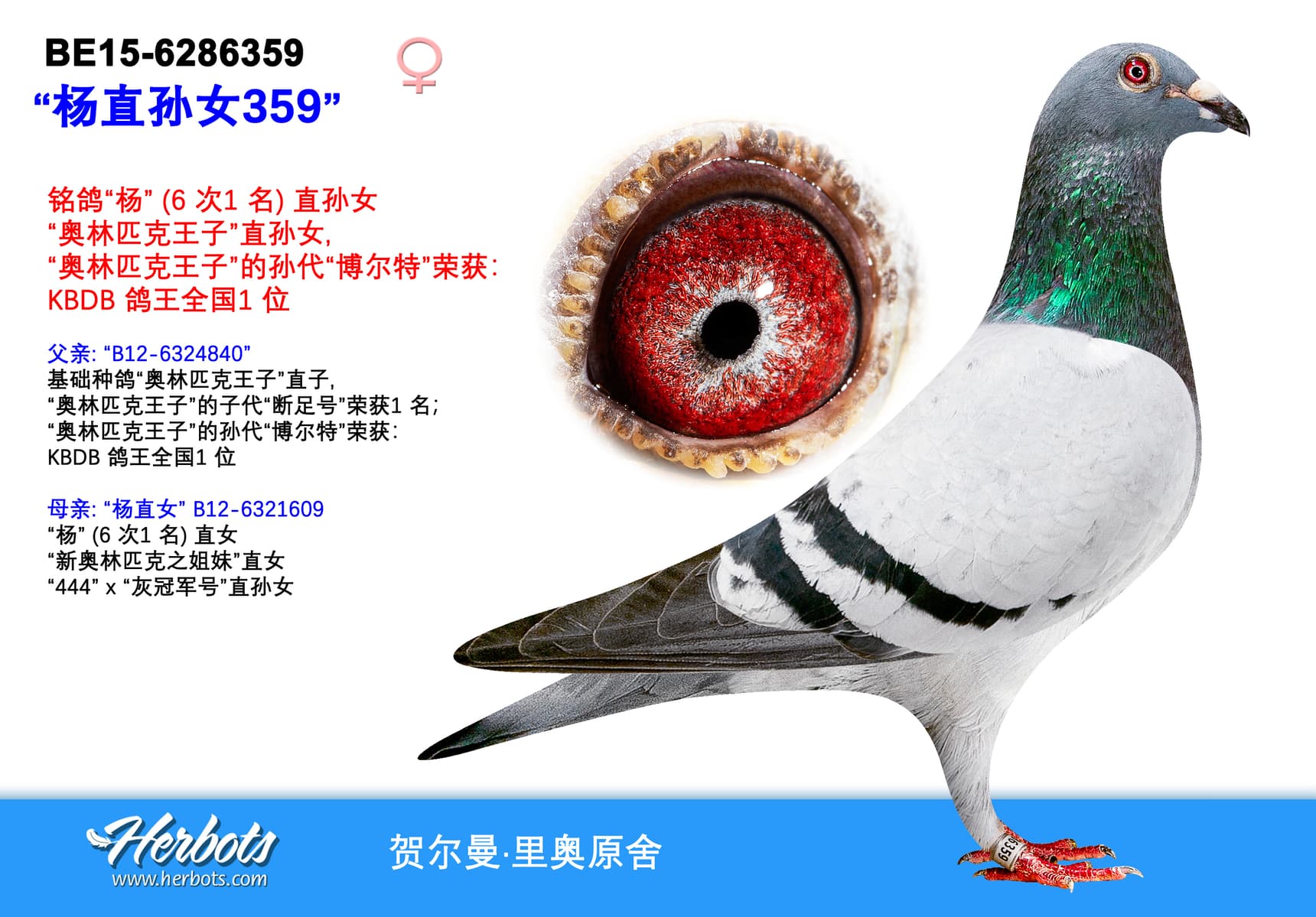 pigeon: “杨直孙女359”