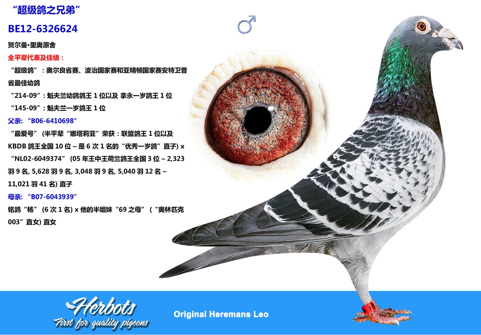 pigeon: undefined