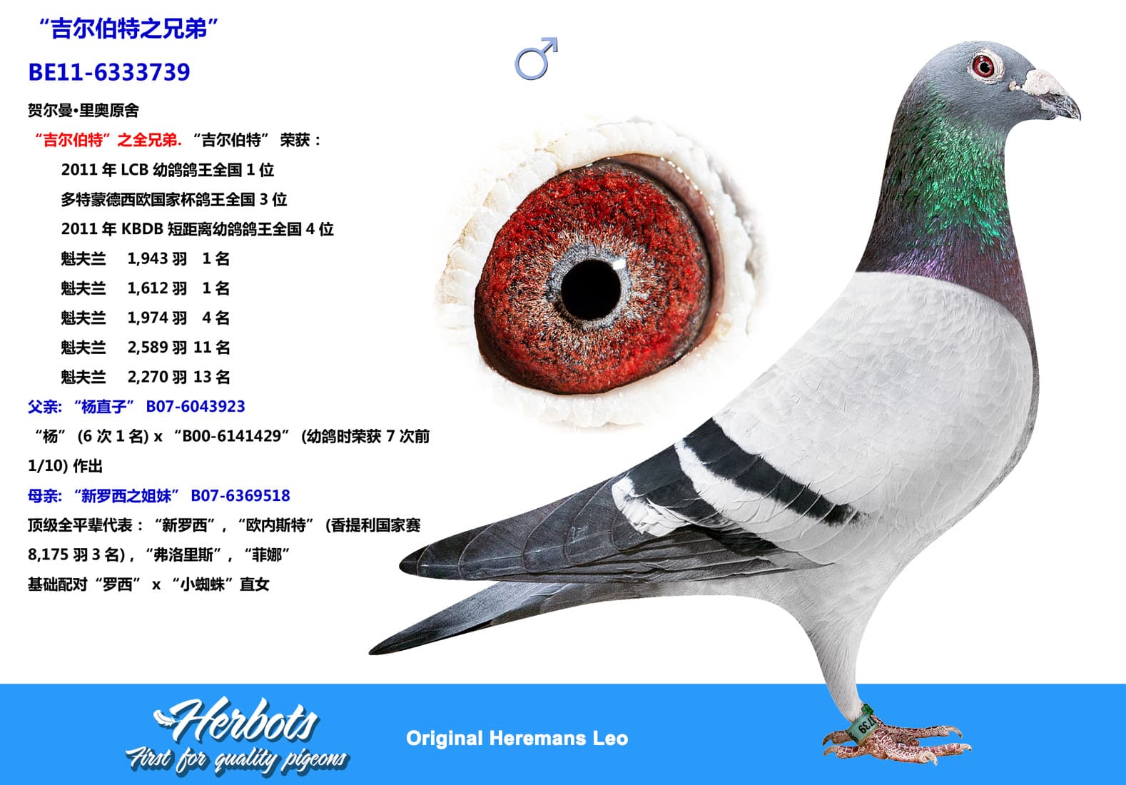 pigeon: undefined