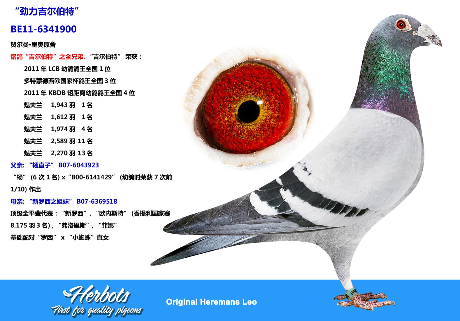 pigeon: undefined