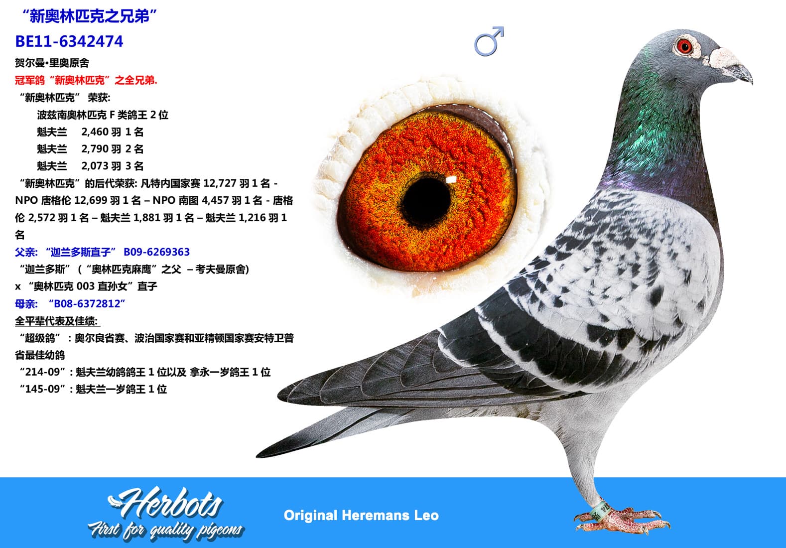 pigeon: undefined