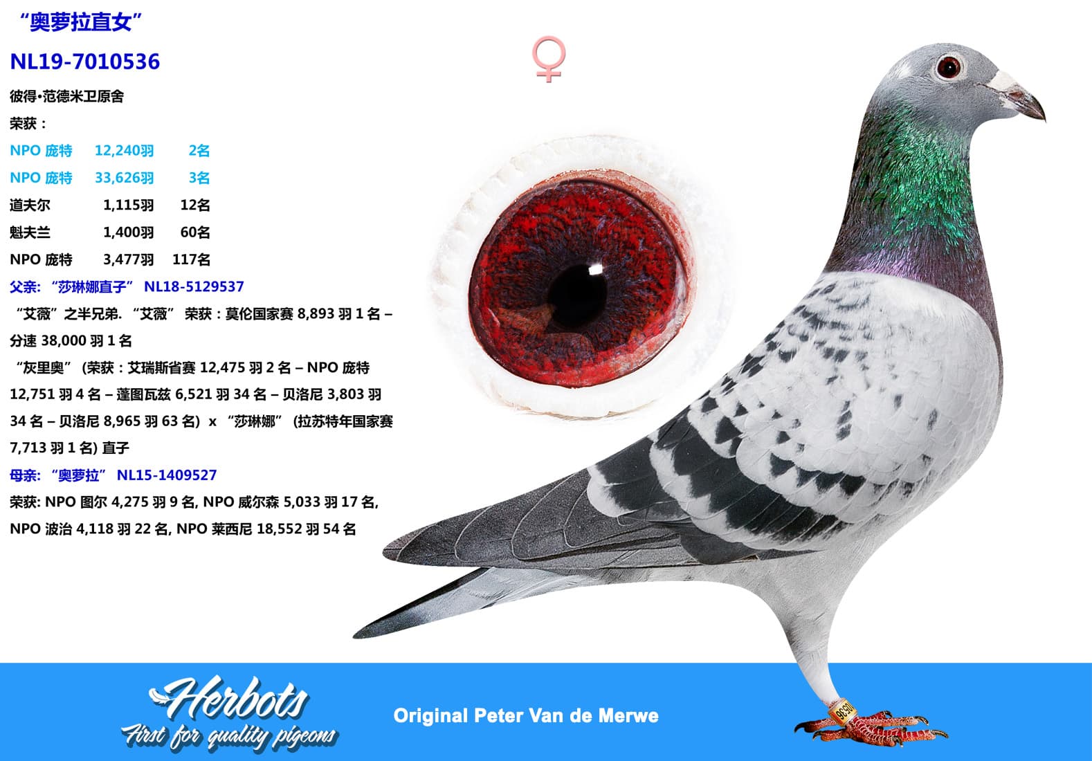 pigeon: undefined