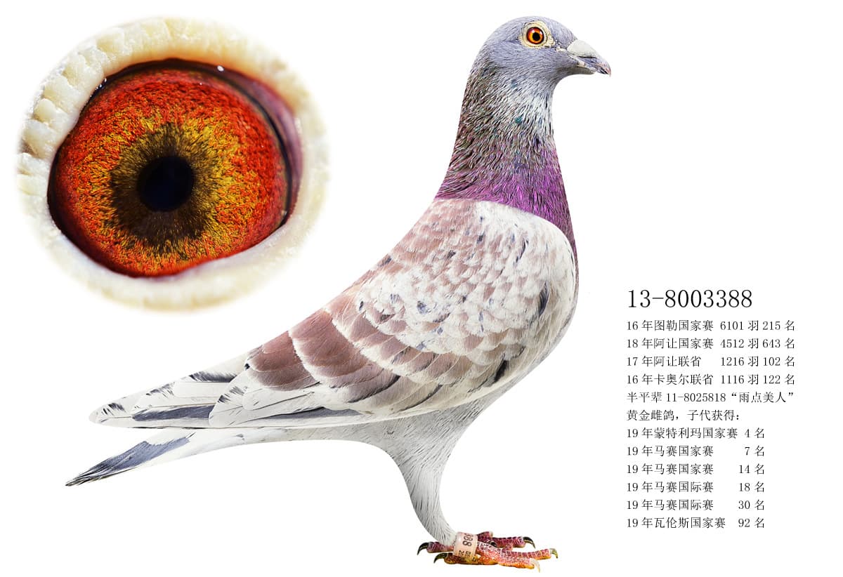 pigeon: undefined