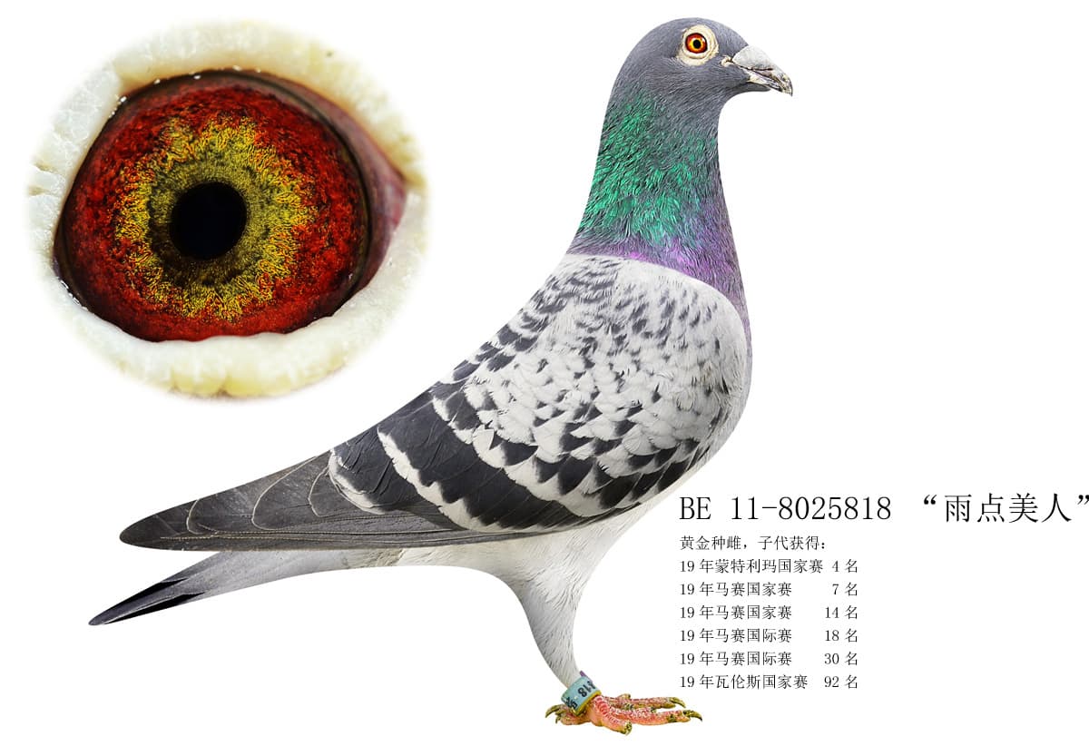 pigeon: undefined