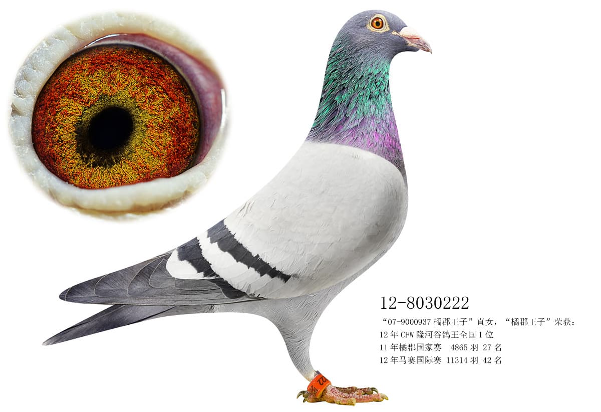 pigeon: undefined
