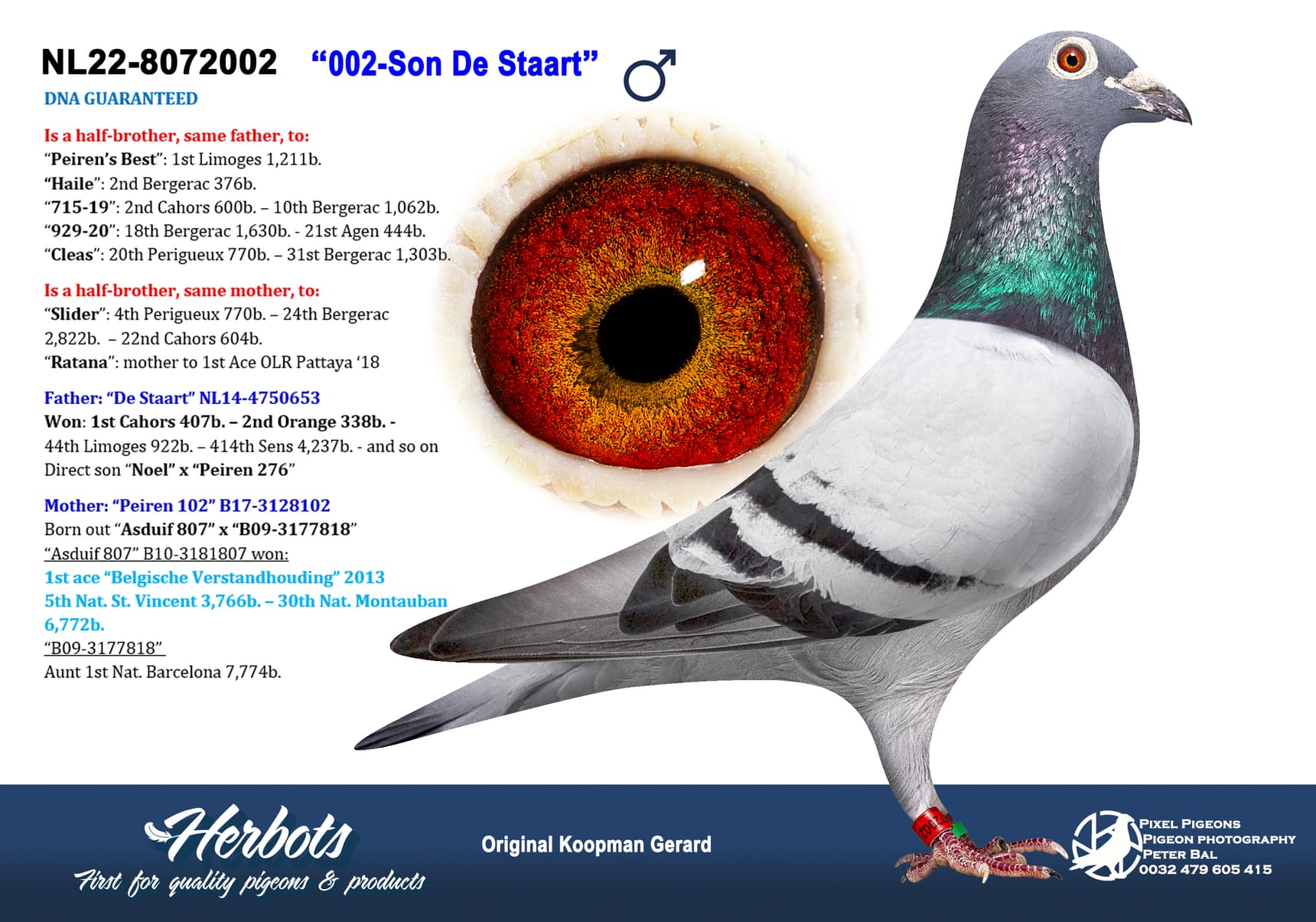 pigeon: undefined