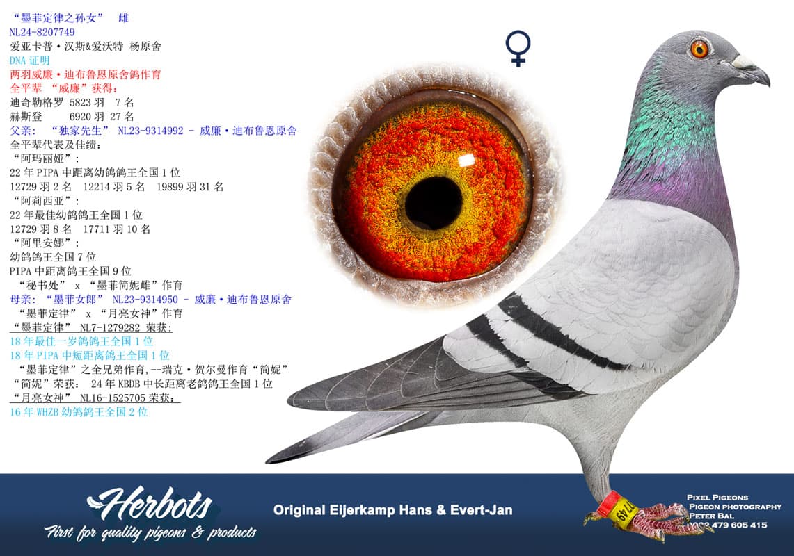 pigeon: “墨菲定律之孙女”