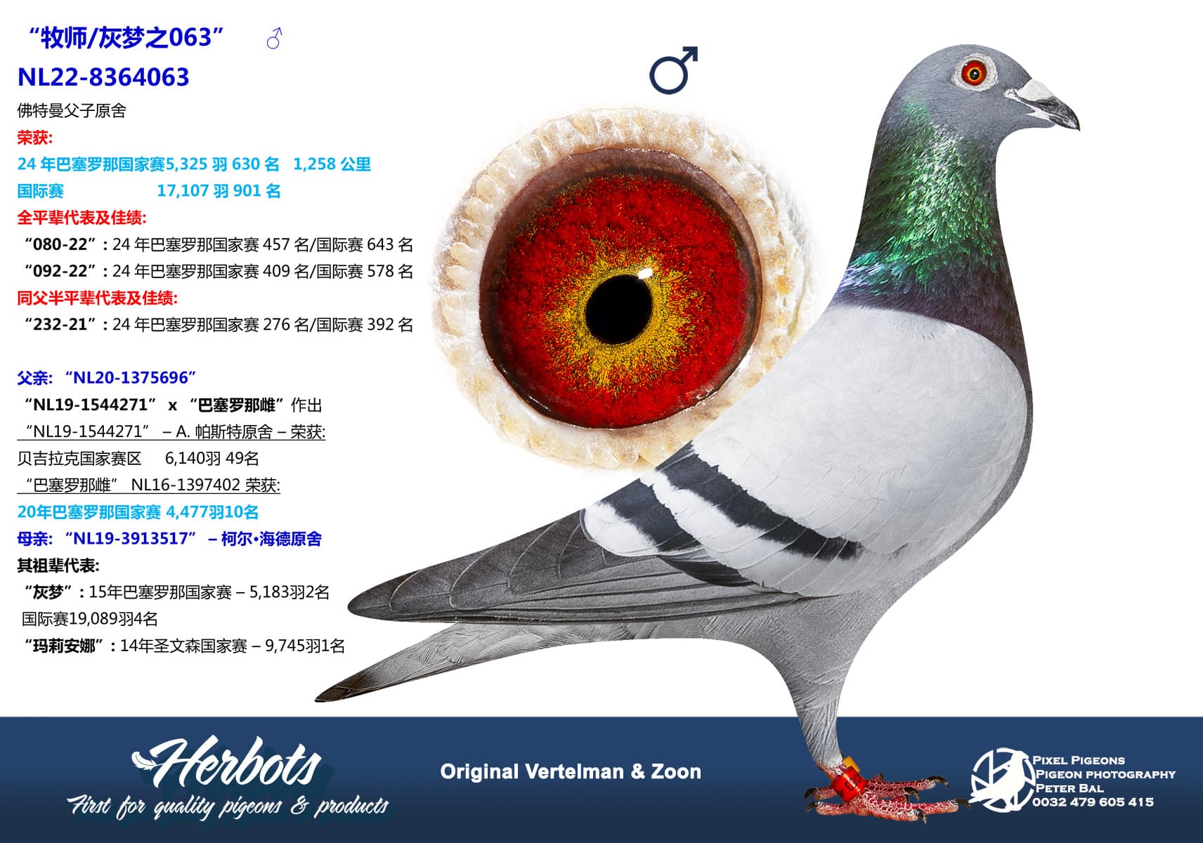 pigeon: undefined
