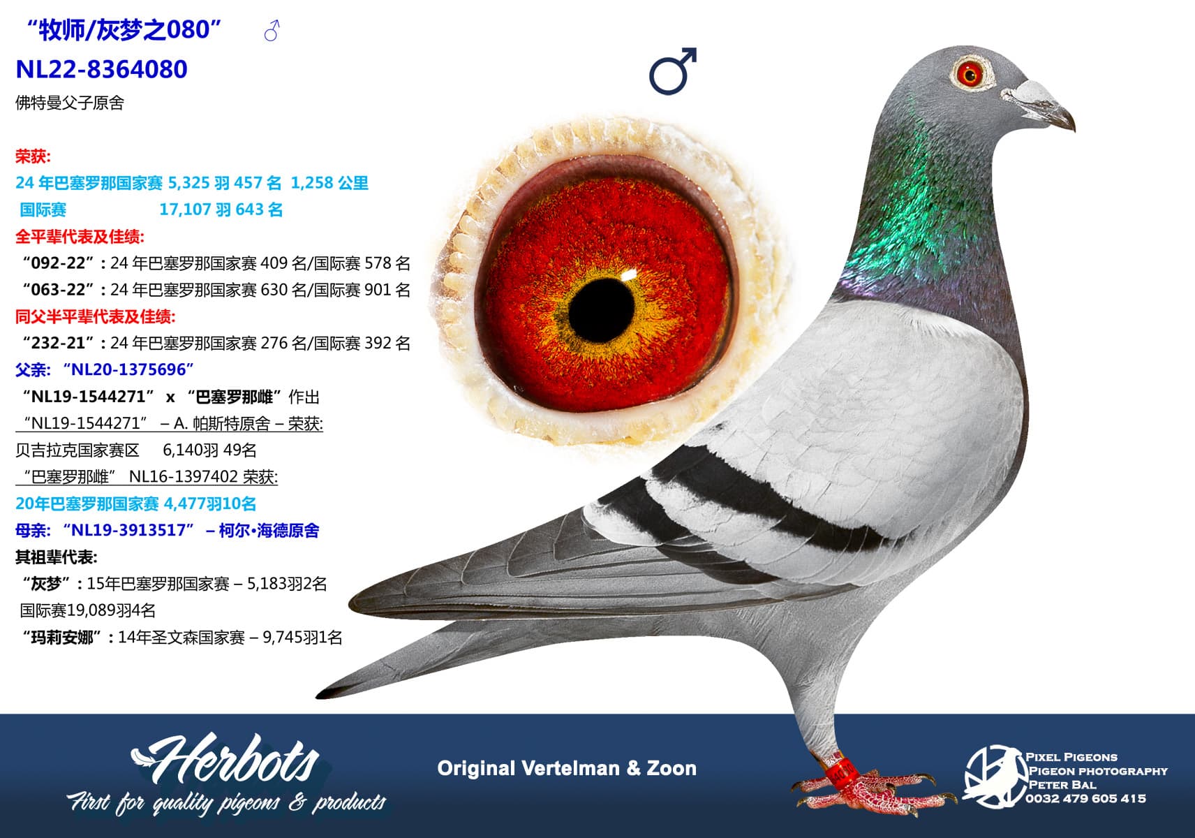pigeon: undefined