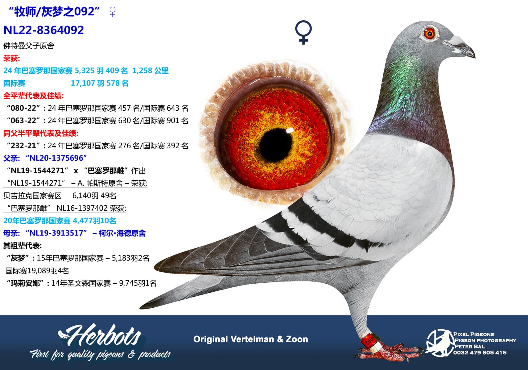 pigeon: undefined