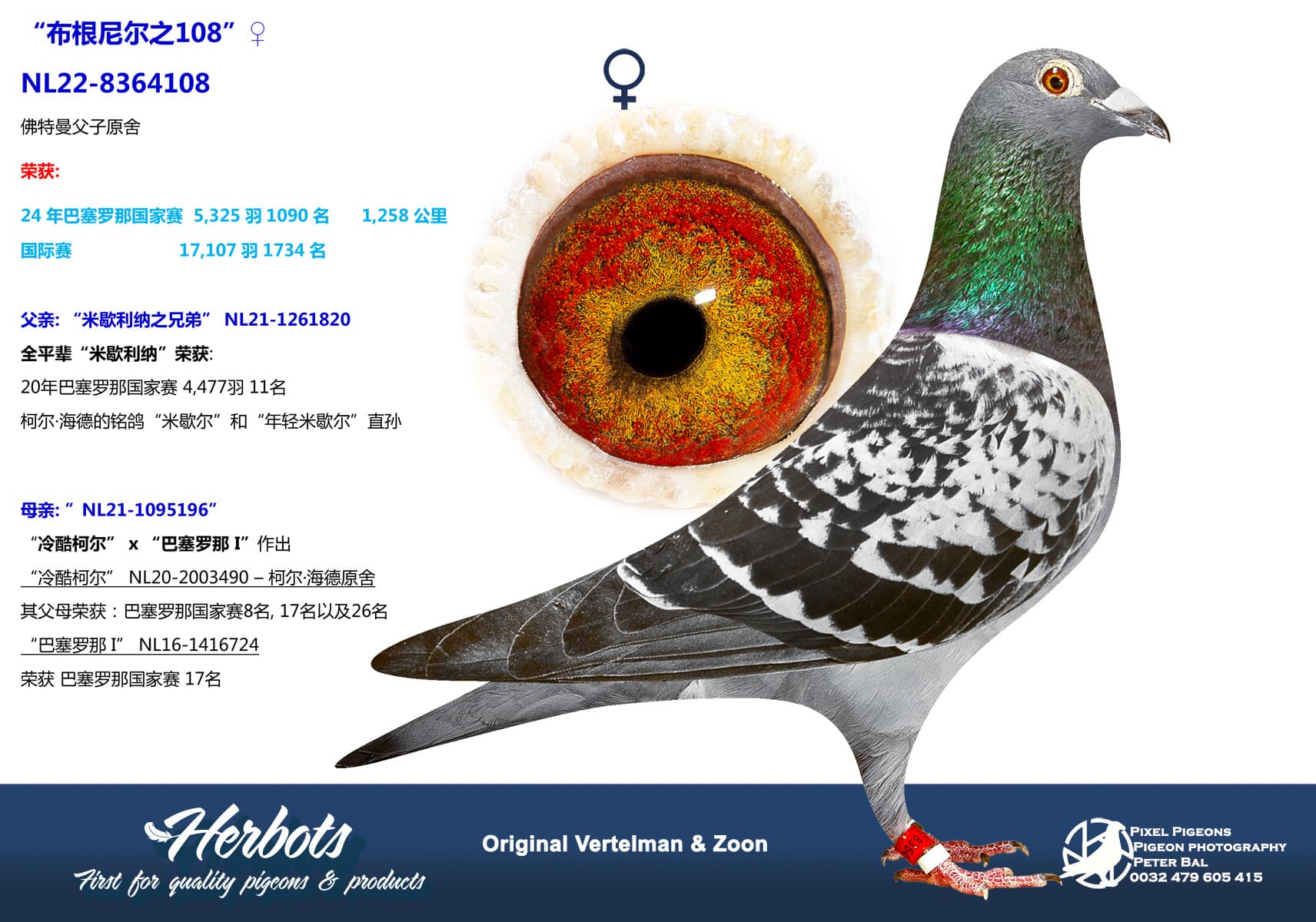 pigeon: undefined