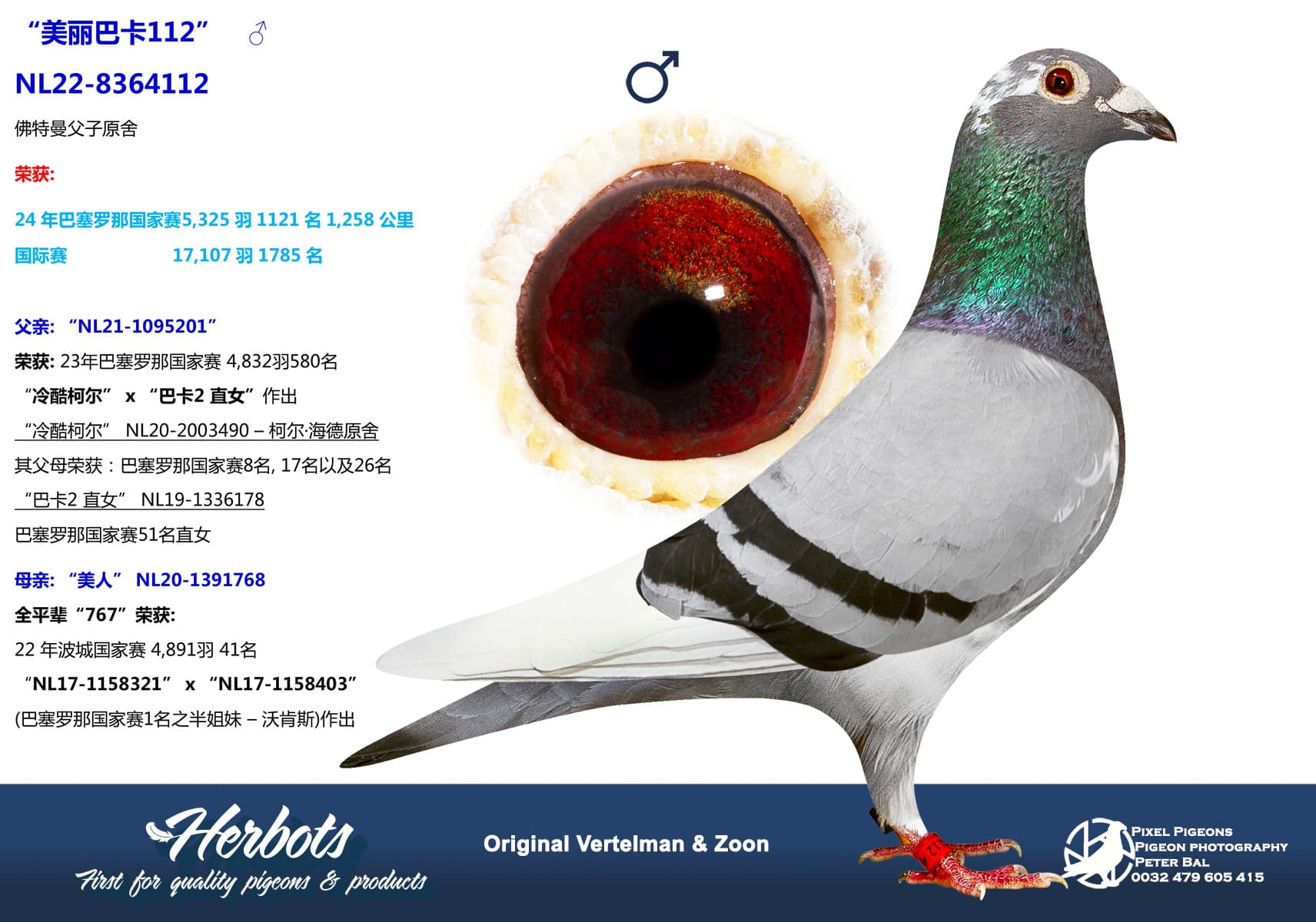 pigeon: undefined