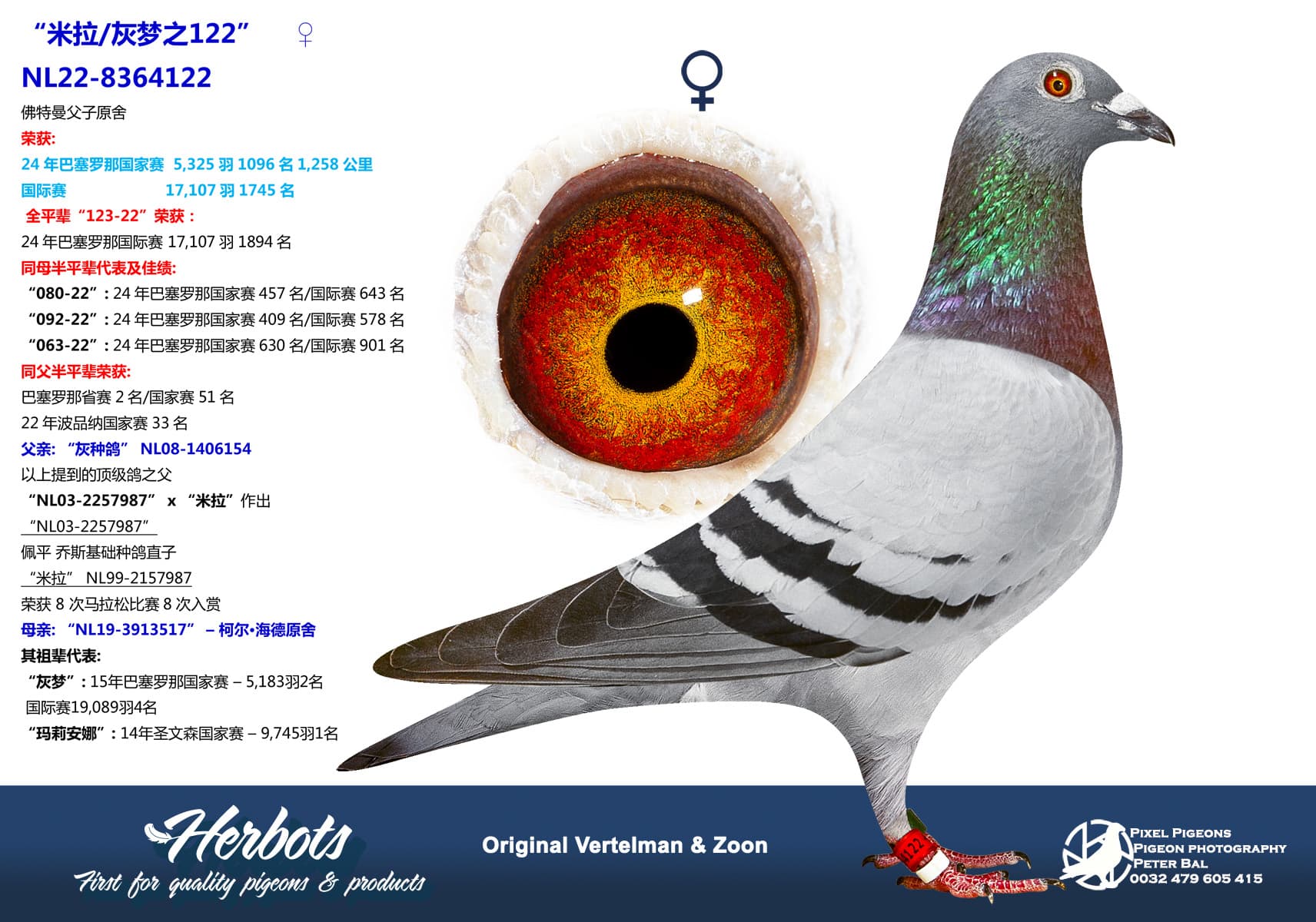 pigeon: undefined