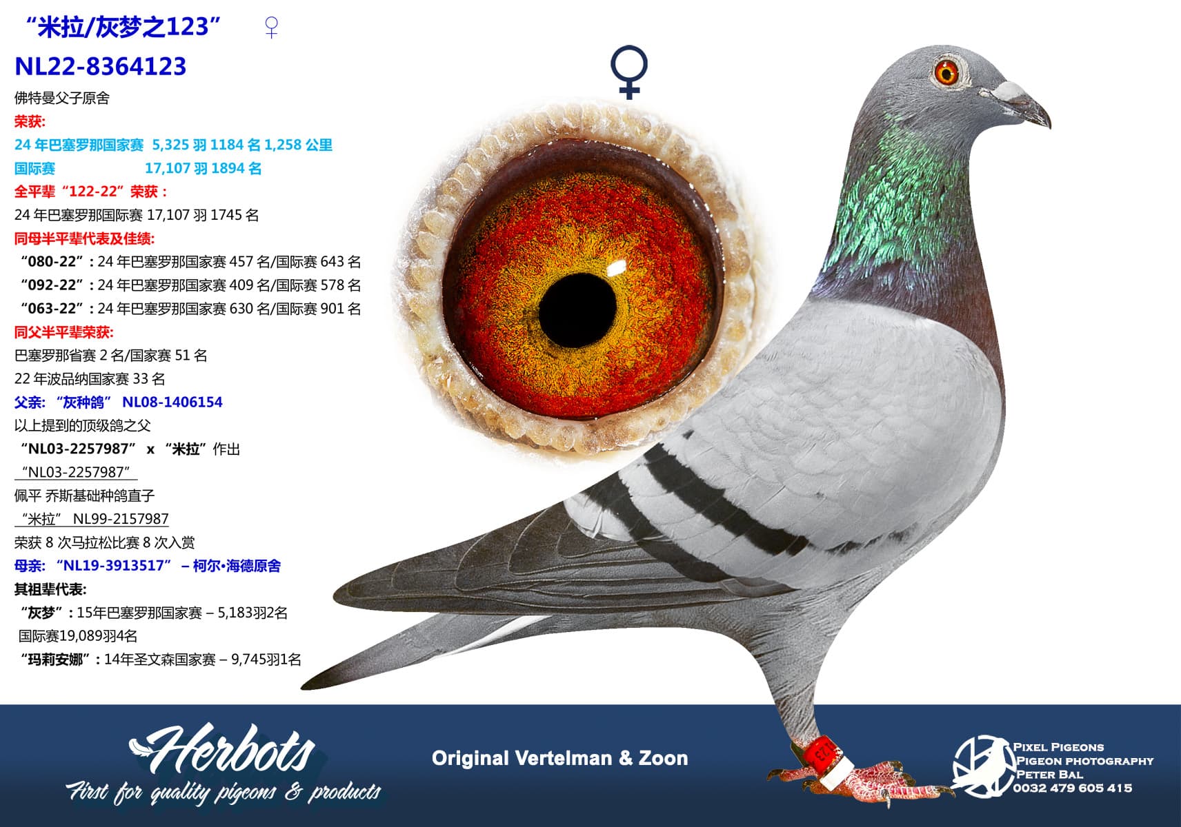 pigeon: undefined