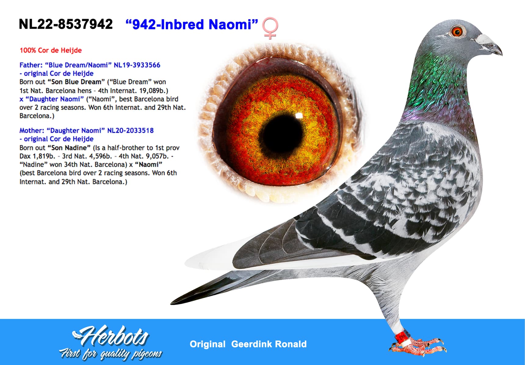 pigeon: “942-Inbred Naomi”