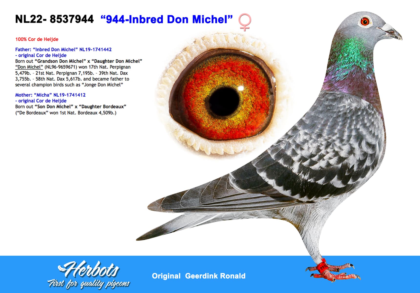 pigeon: “944-Inbred Don Michel”