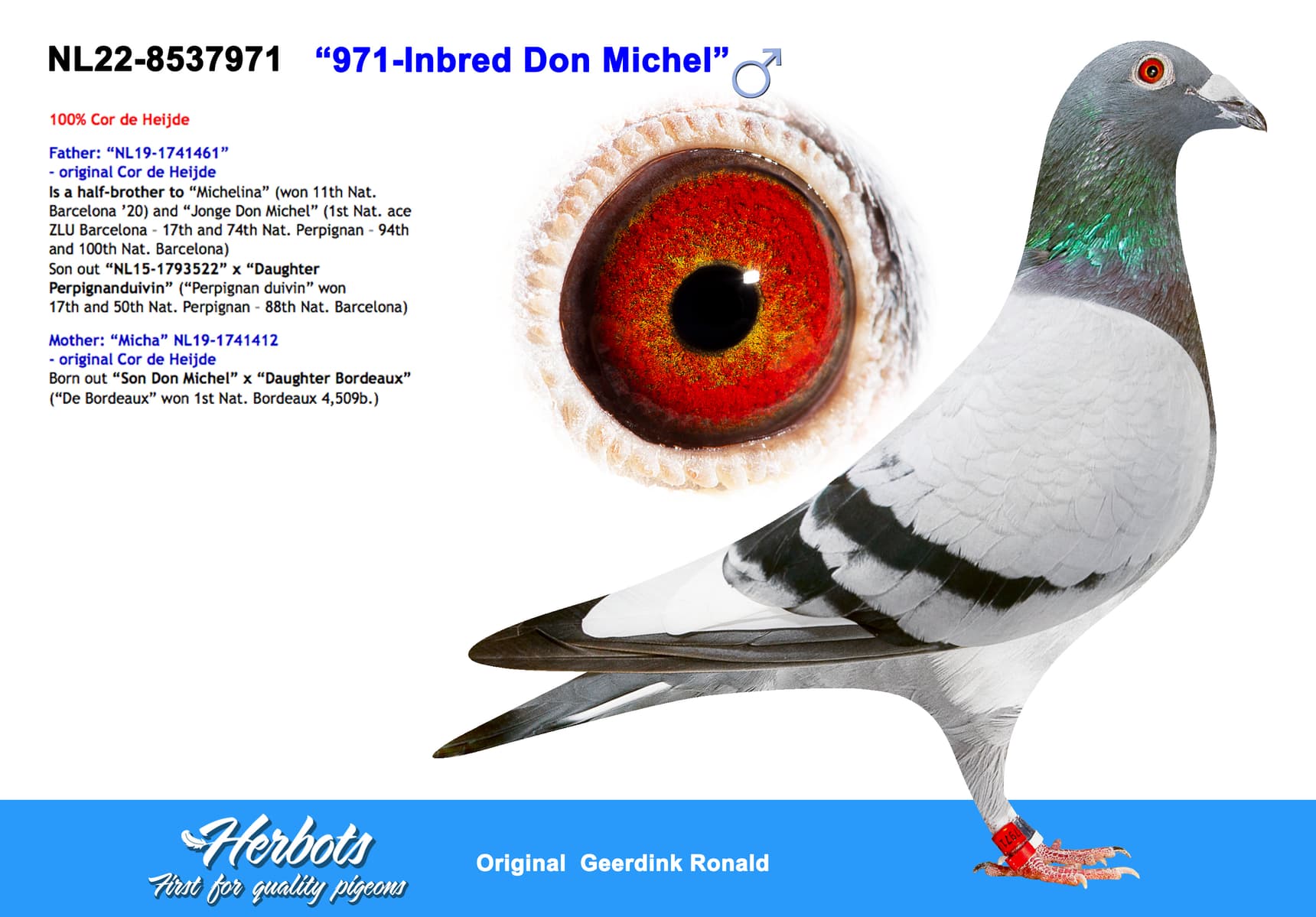 pigeon: “971-Inbred Don Michel”