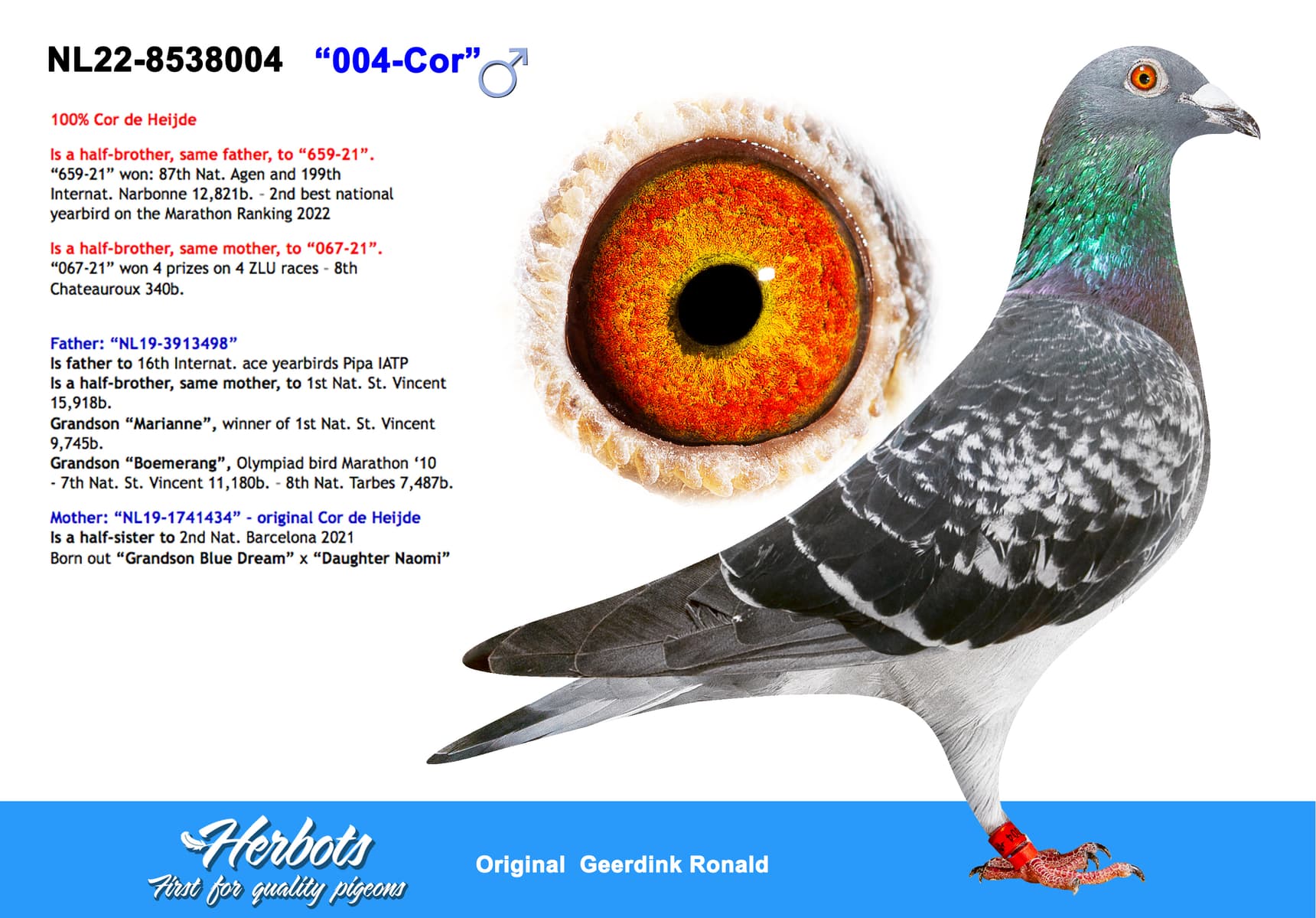 pigeon: “004-Cor”