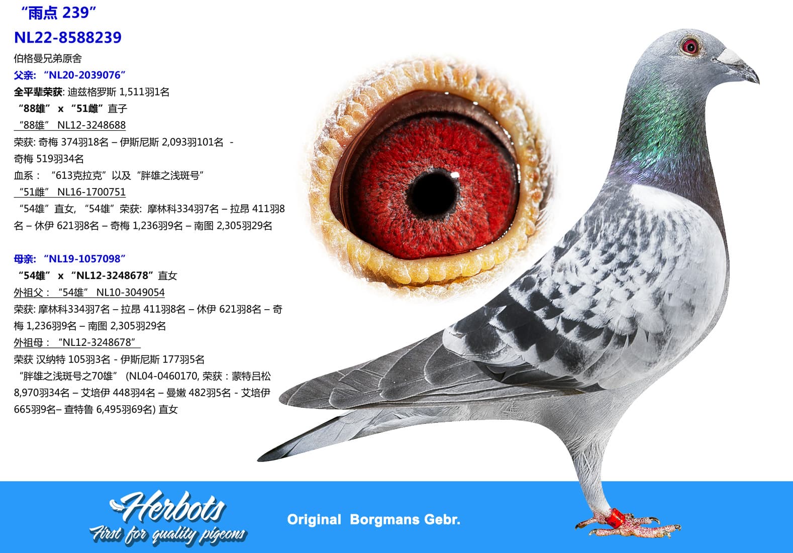 pigeon: undefined