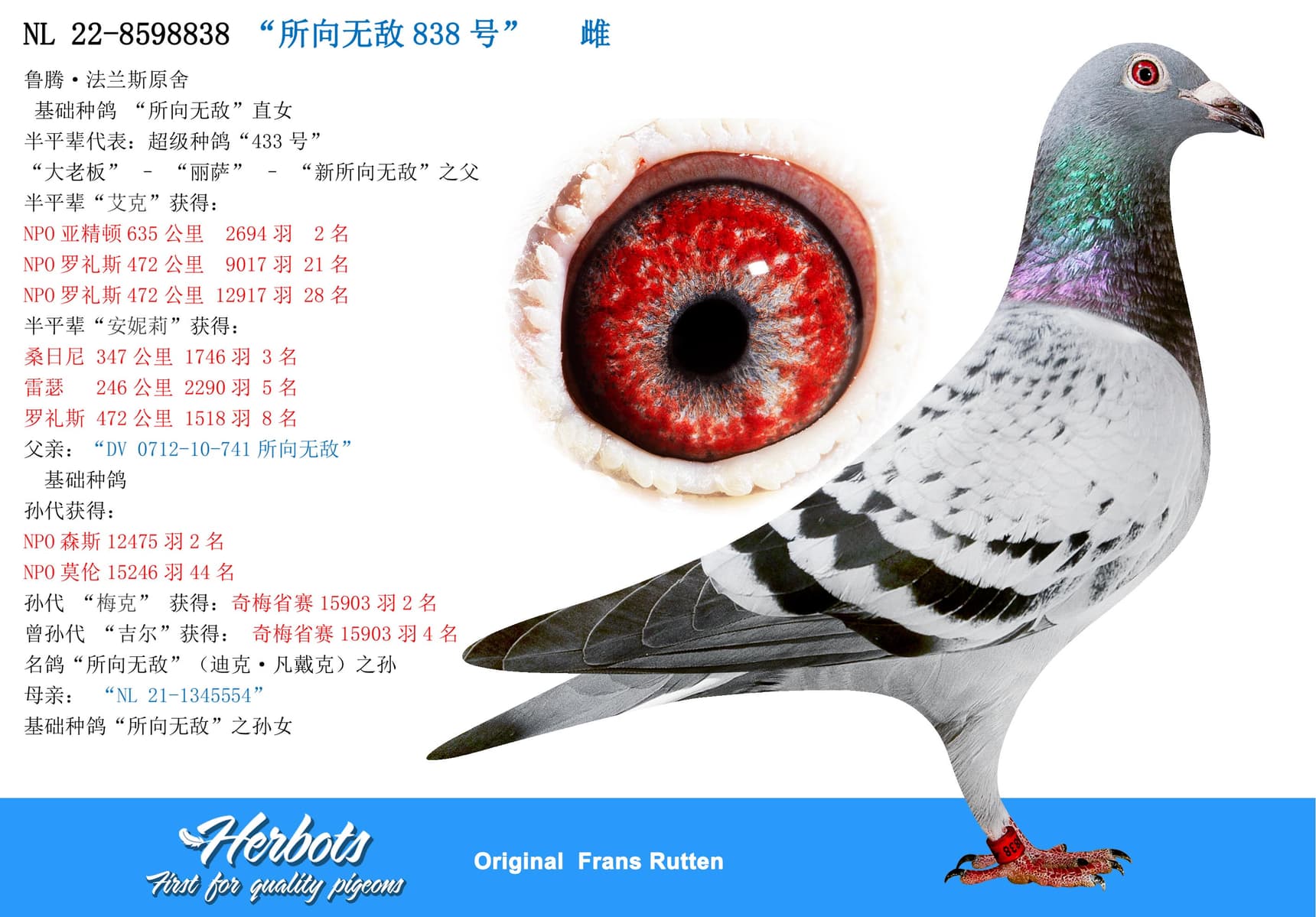 pigeon: “所向无敌838号”