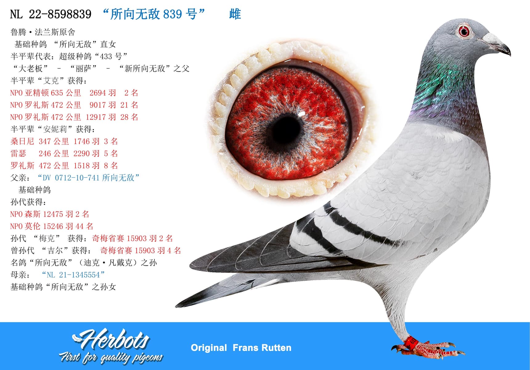 pigeon: “所向无敌839号”