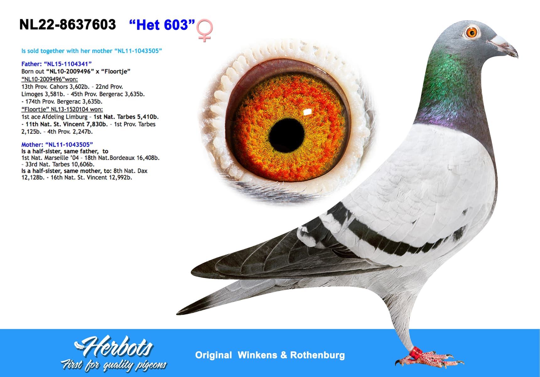 pigeon: undefined