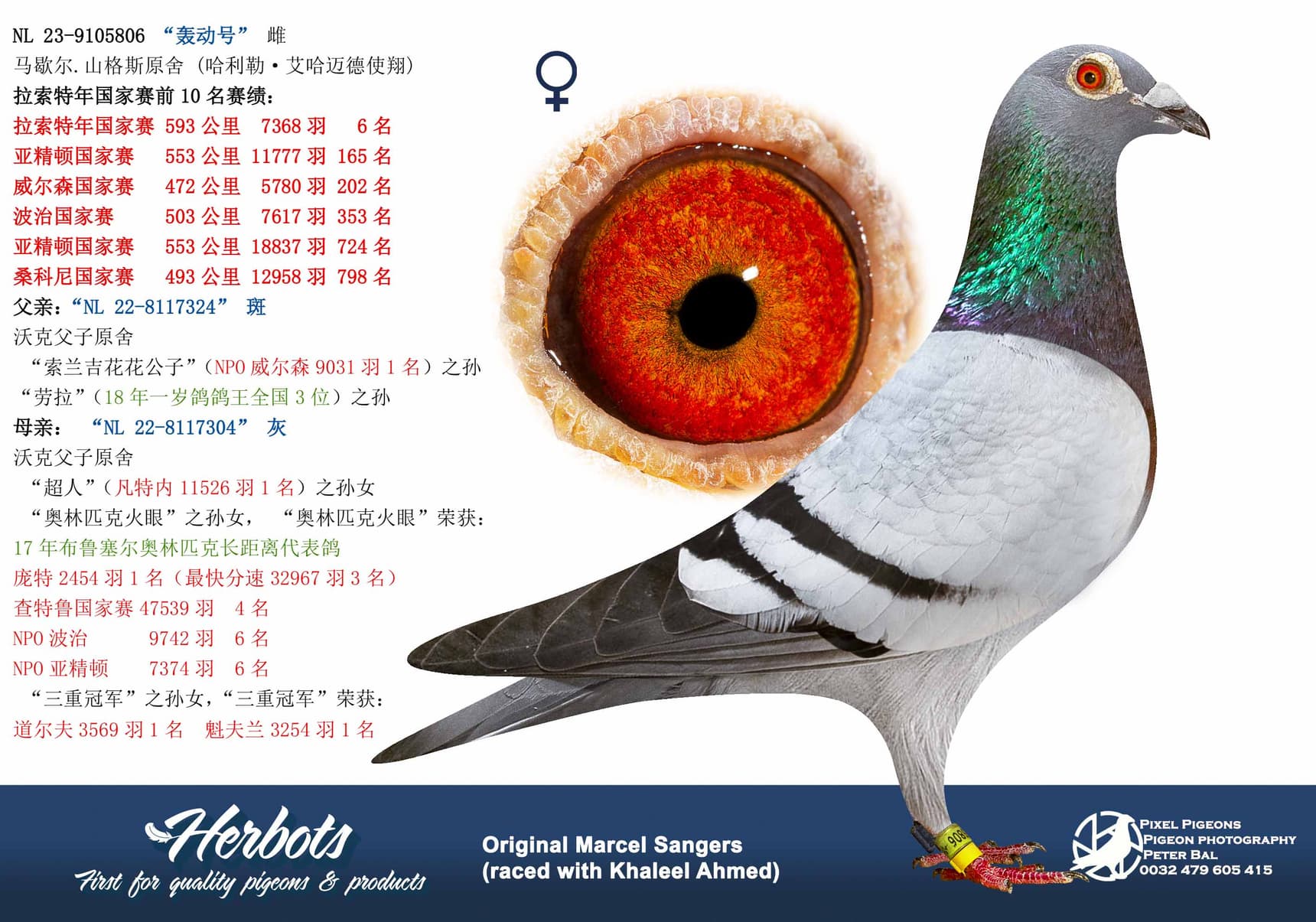 pigeon: “轰动号”