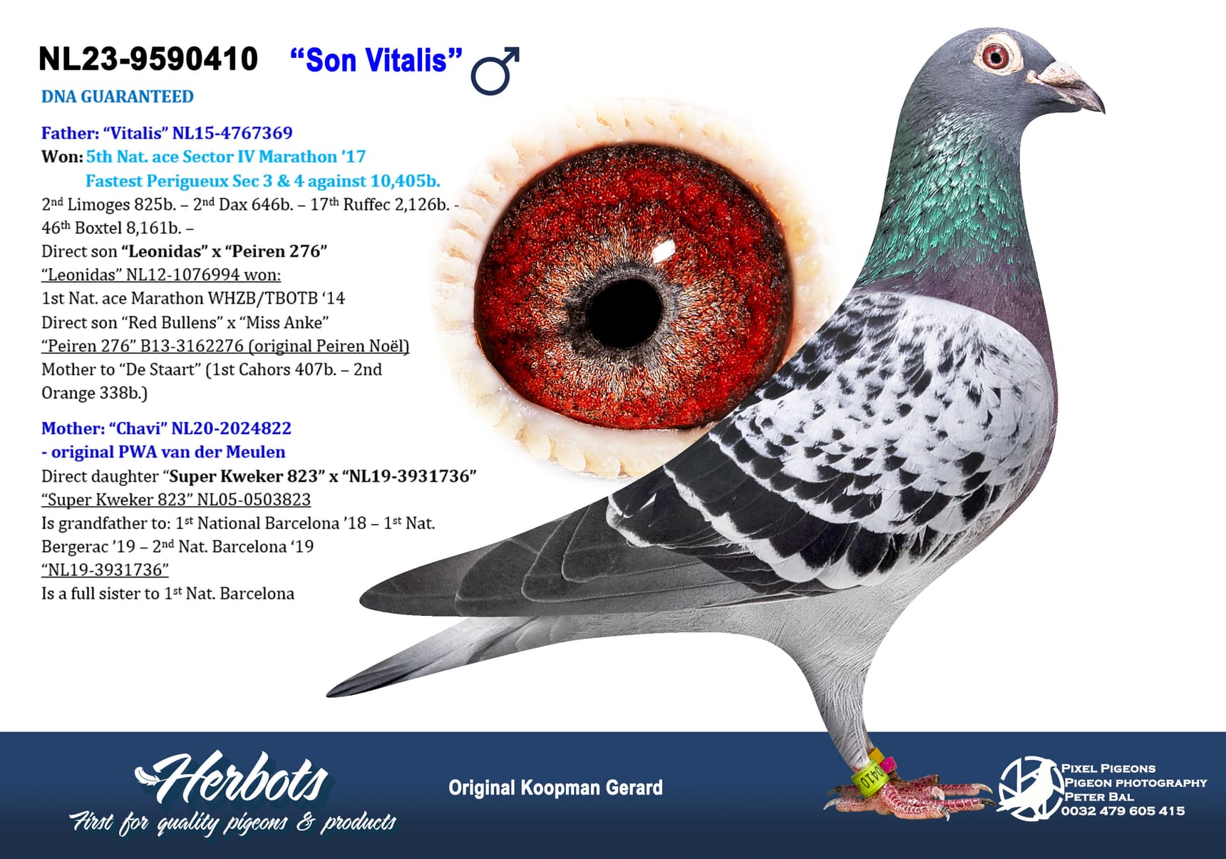 pigeon: undefined